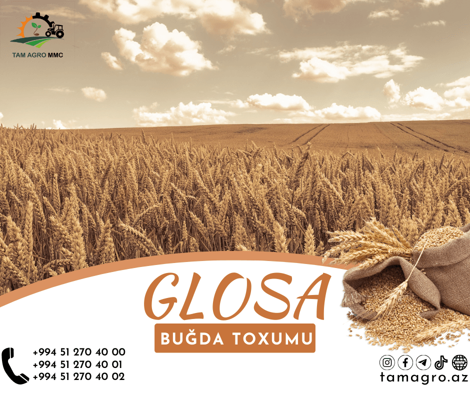 Glosa Buğda Toxumu