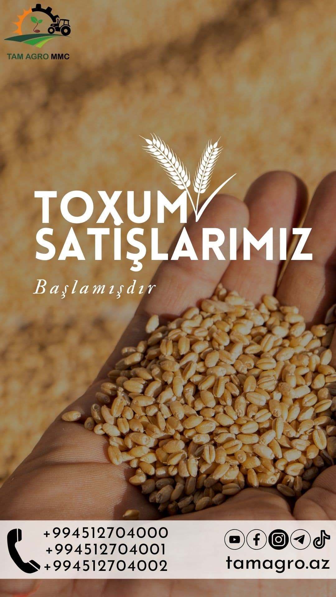 Ləyaqətli 80 R1 Buğda toxmumu