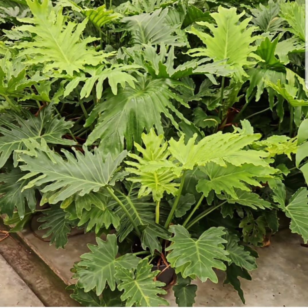 Filodendron