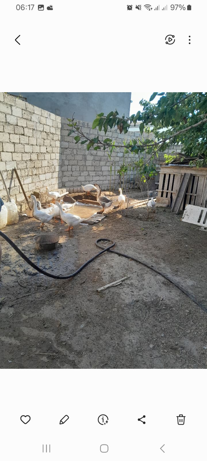 Linda qazları