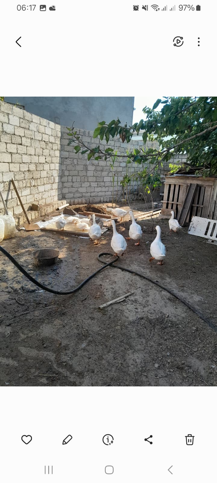 Linda qazları
