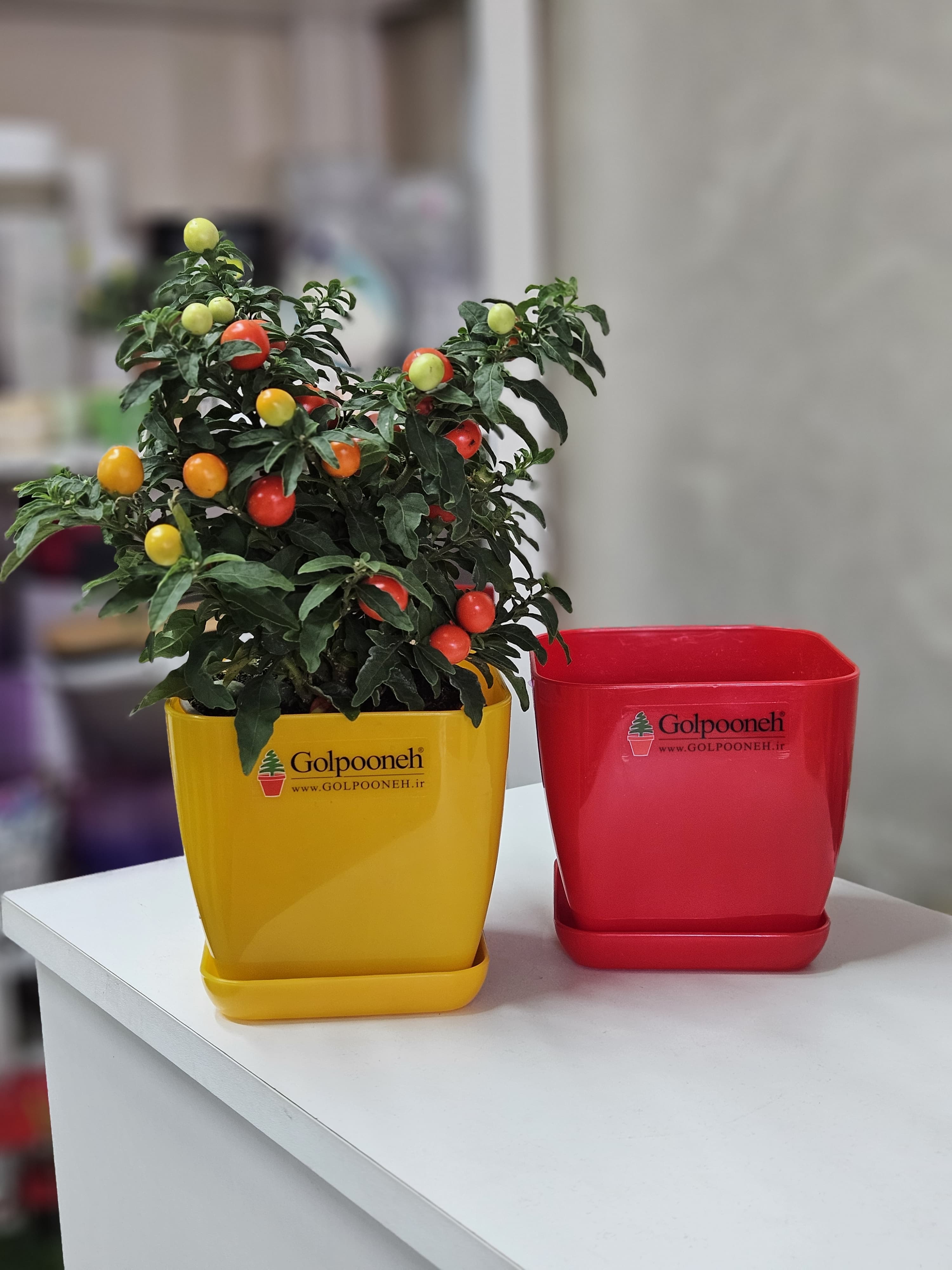 Solanum