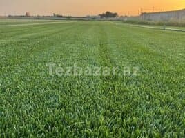 Qazon