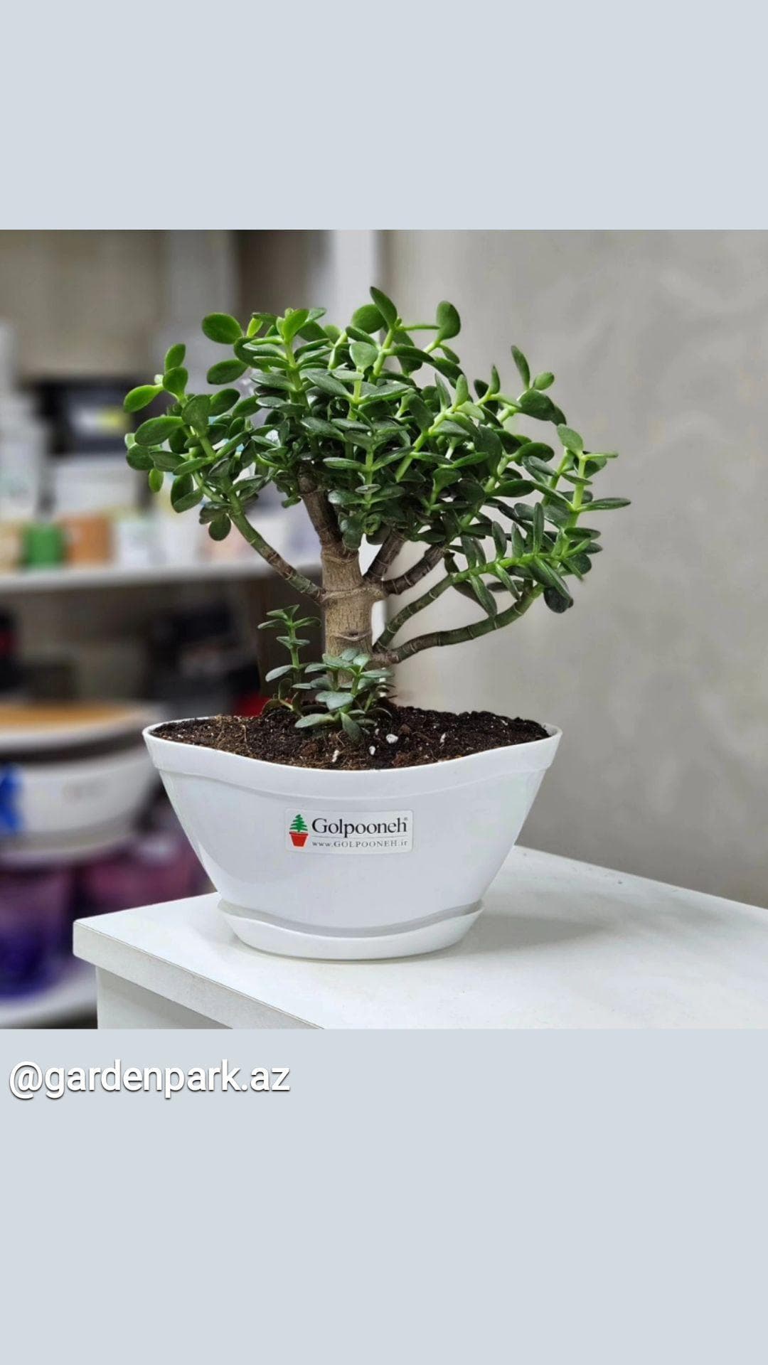 Pul gülü (krassula)