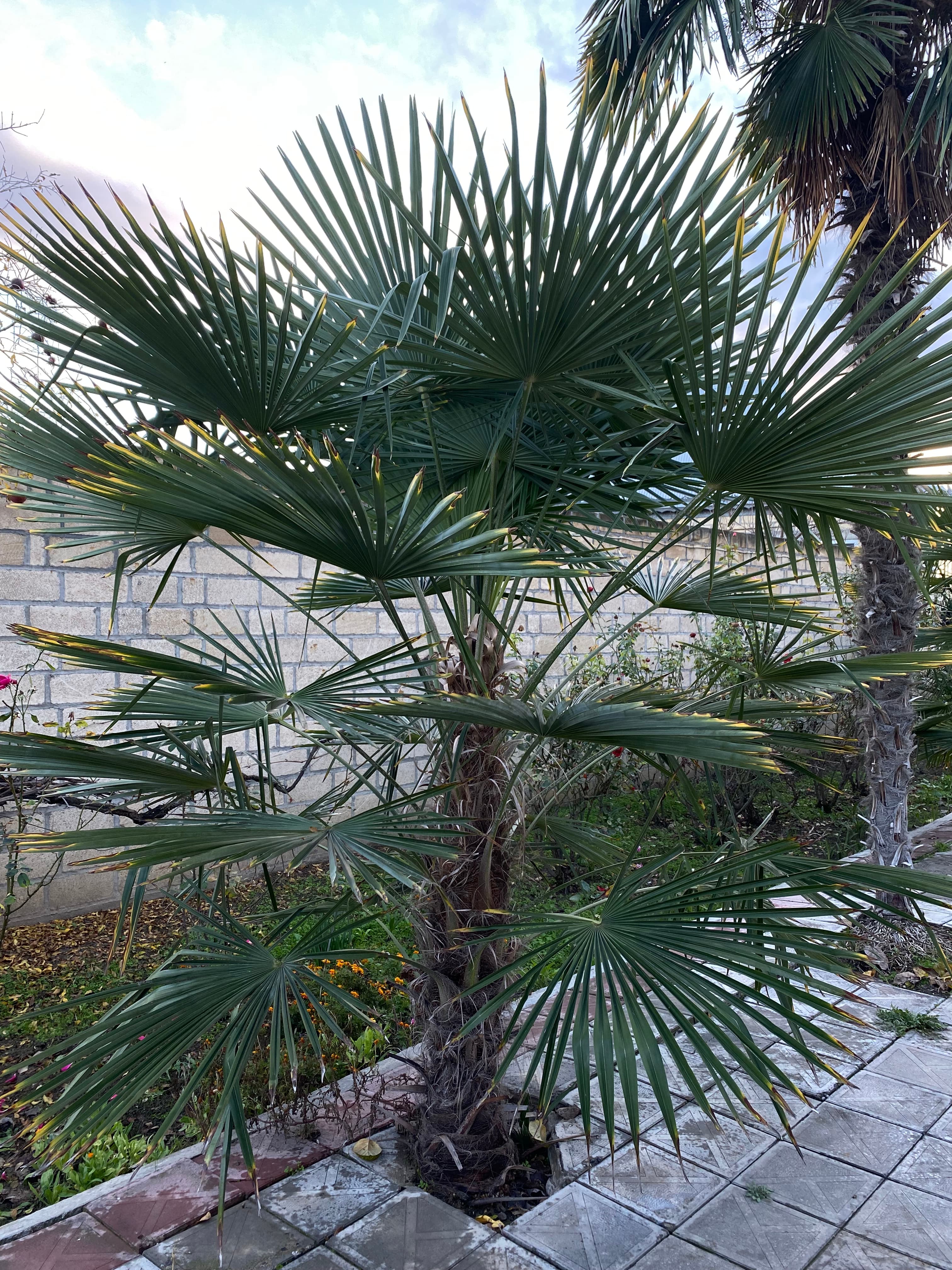 Palma ağacı