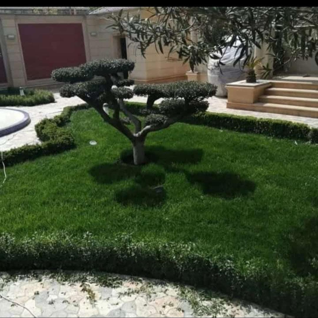 Qazon