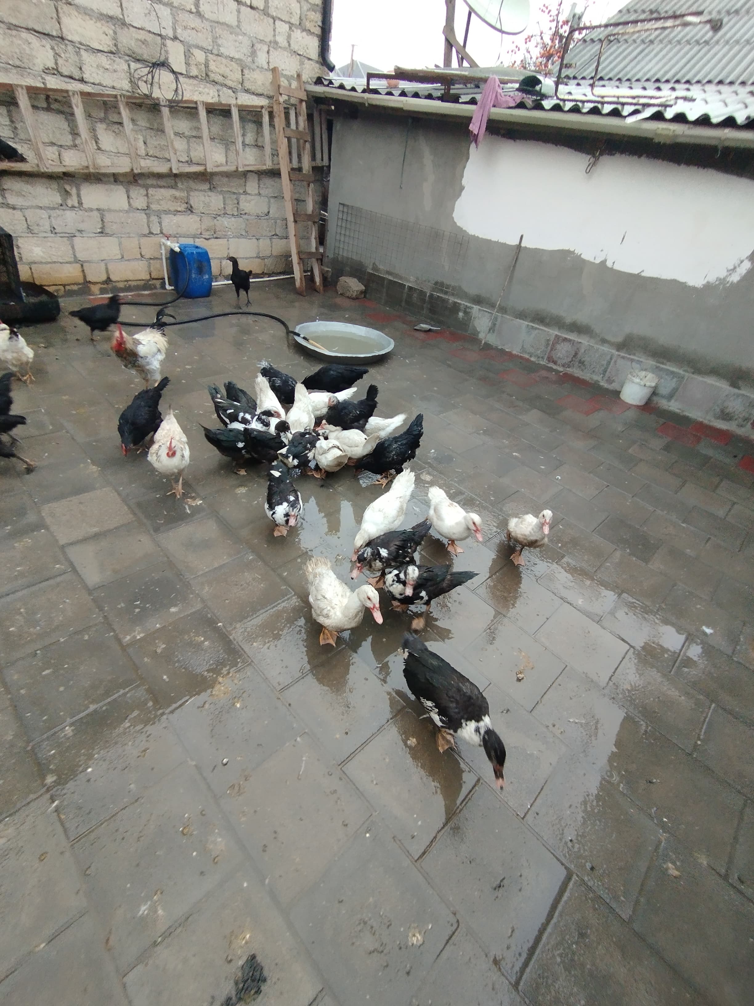 Ev quşları