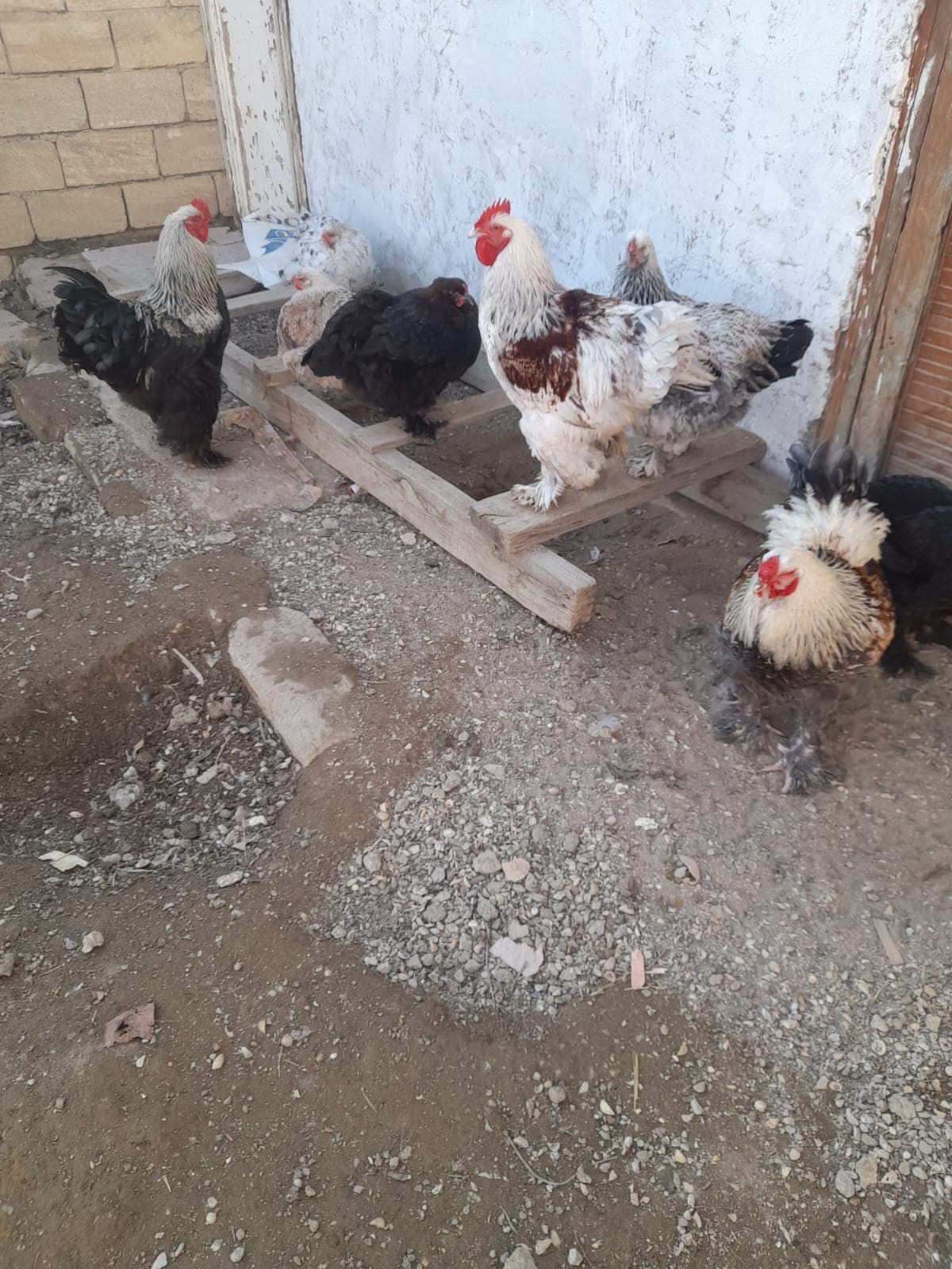 Bramalar toyuqları və Tayuqa ördəkləri