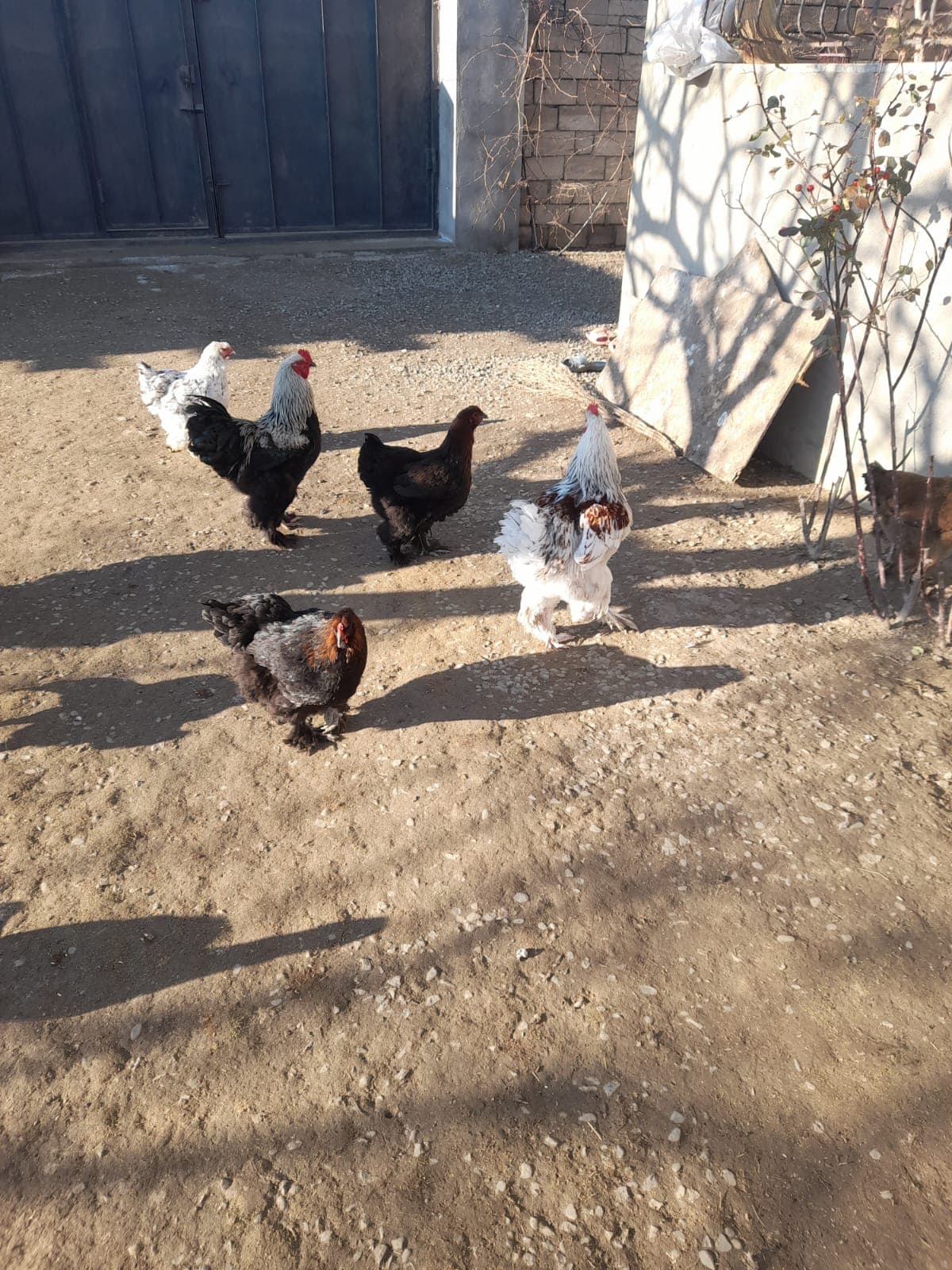 Bramalar toyuqları və Tayuqa ördəkləri