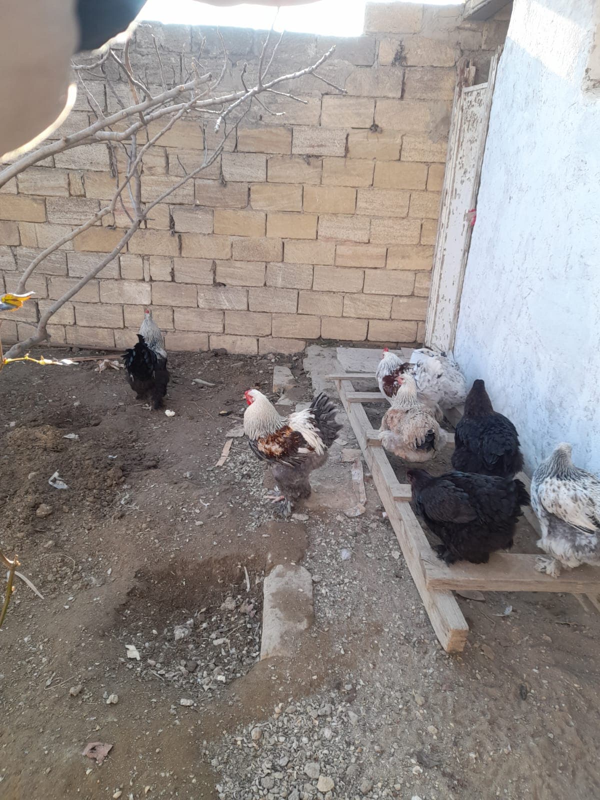 Bramalar toyuqları və Tayuqa ördəkləri