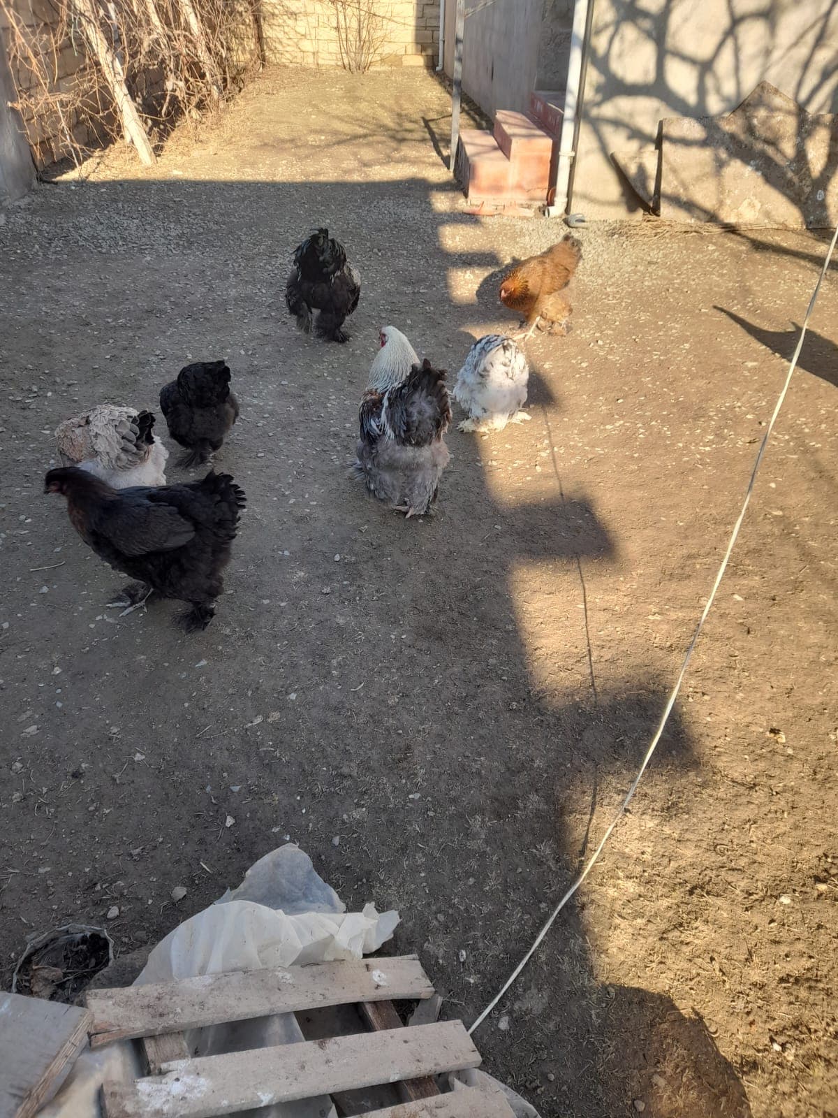 Bramalar toyuqları və Tayuqa ördəkləri