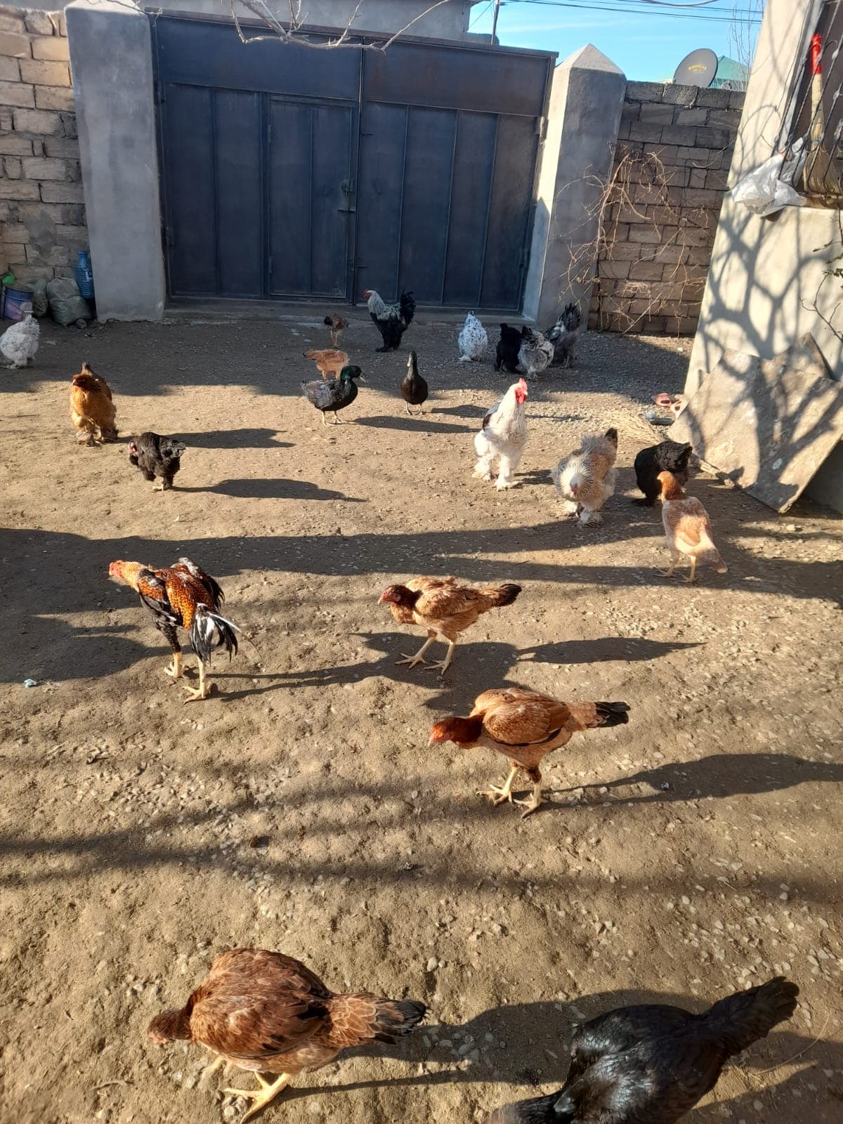 Bramalar toyuqları və Tayuqa ördəkləri
