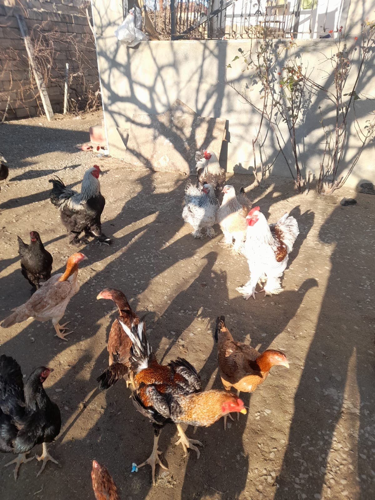 Bramalar toyuqları və Tayuqa ördəkləri