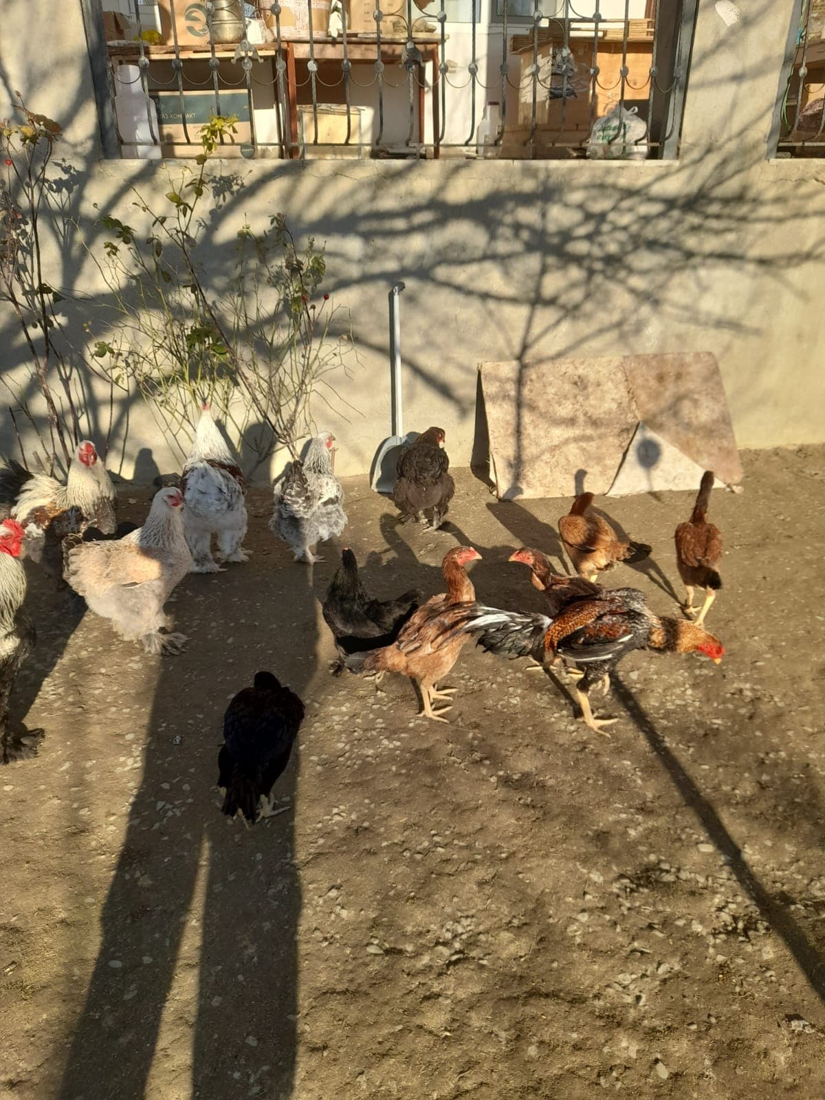 Bramalar toyuqları və Tayuqa ördəkləri