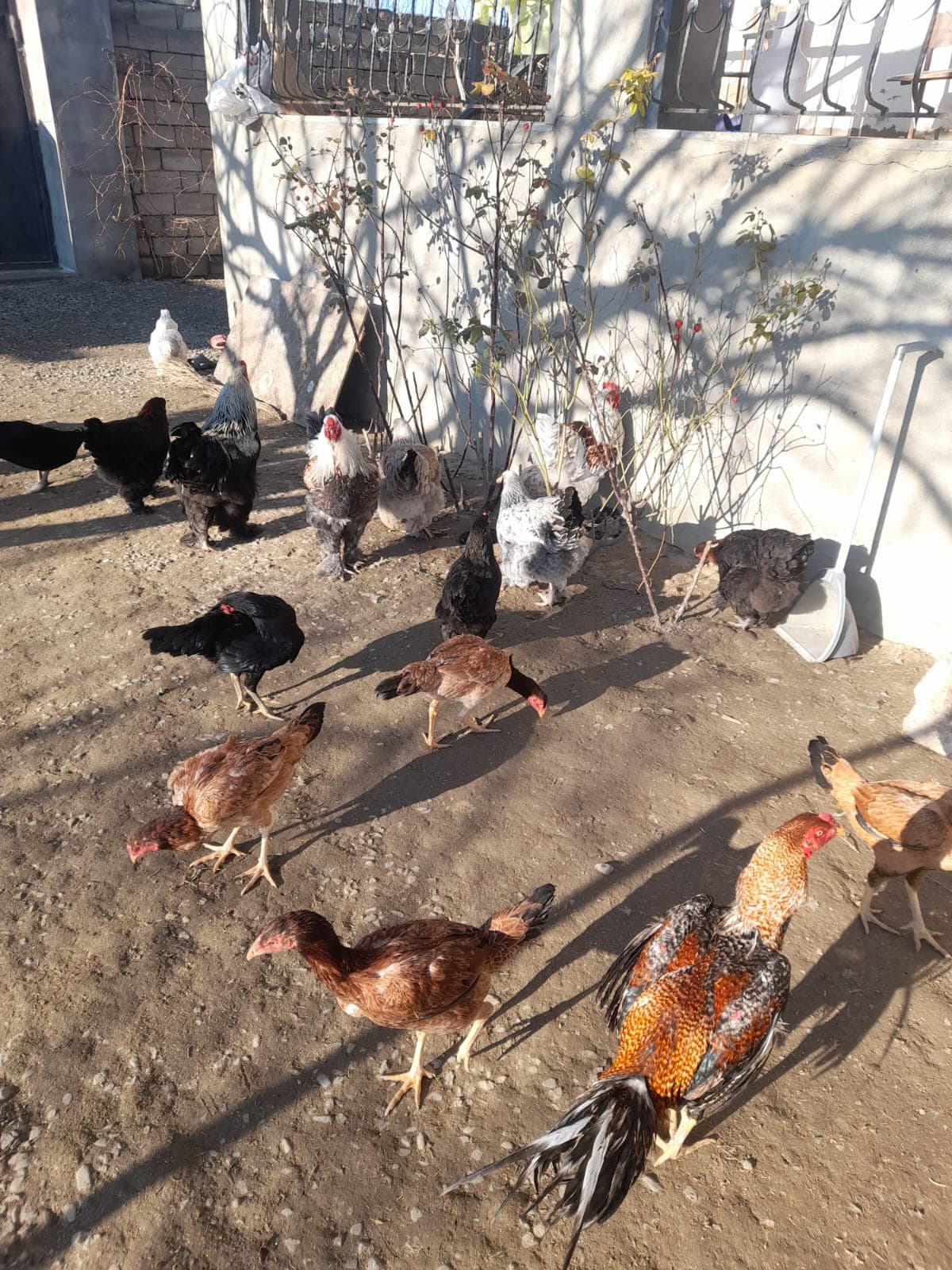 Bramalar toyuqları və Tayuqa ördəkləri