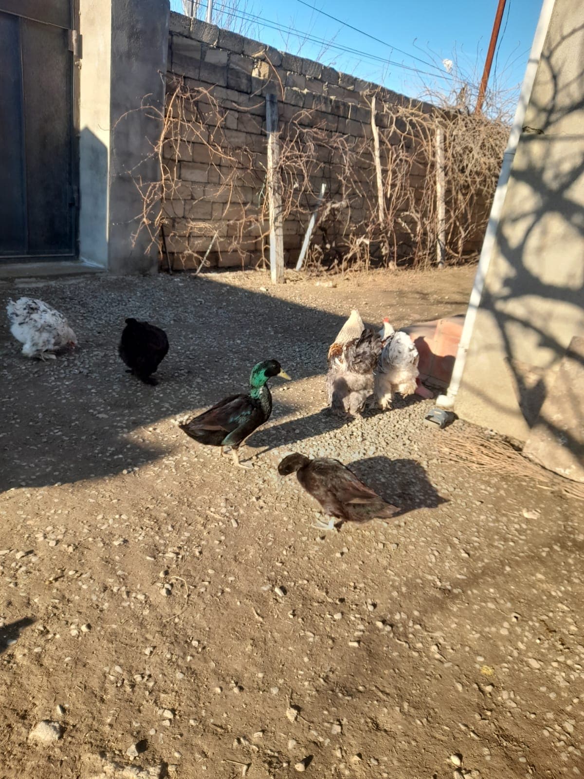 Bramalar toyuqları və Tayuqa ördəkləri