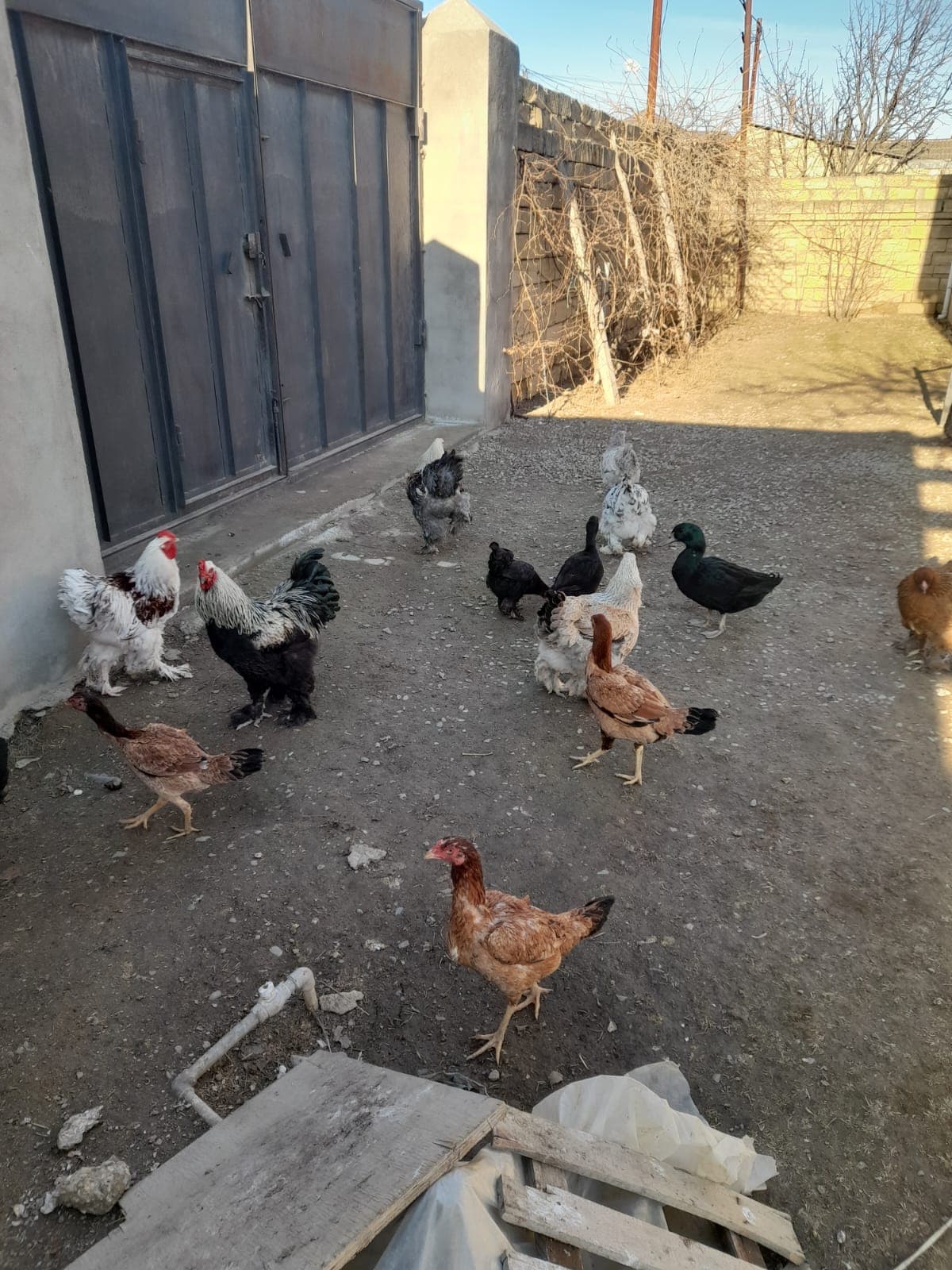 Bramalar toyuqları və Tayuqa ördəkləri