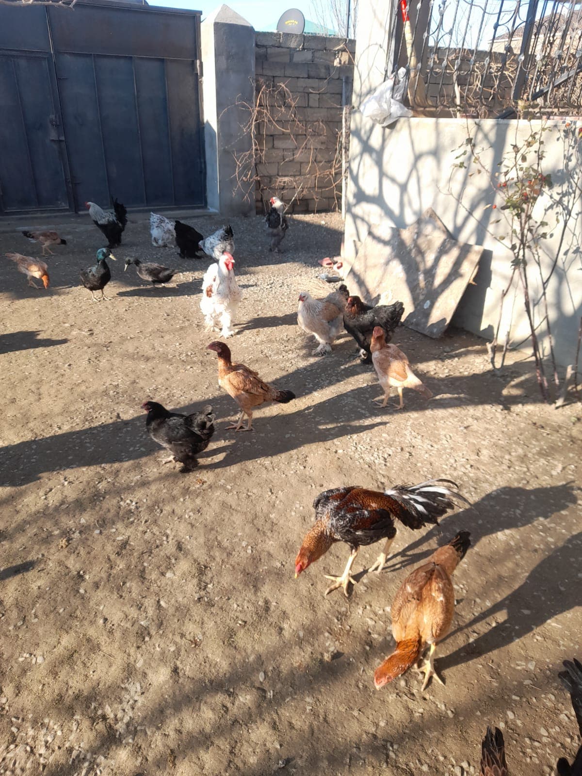 Bramalar toyuqları və Tayuqa ördəkləri