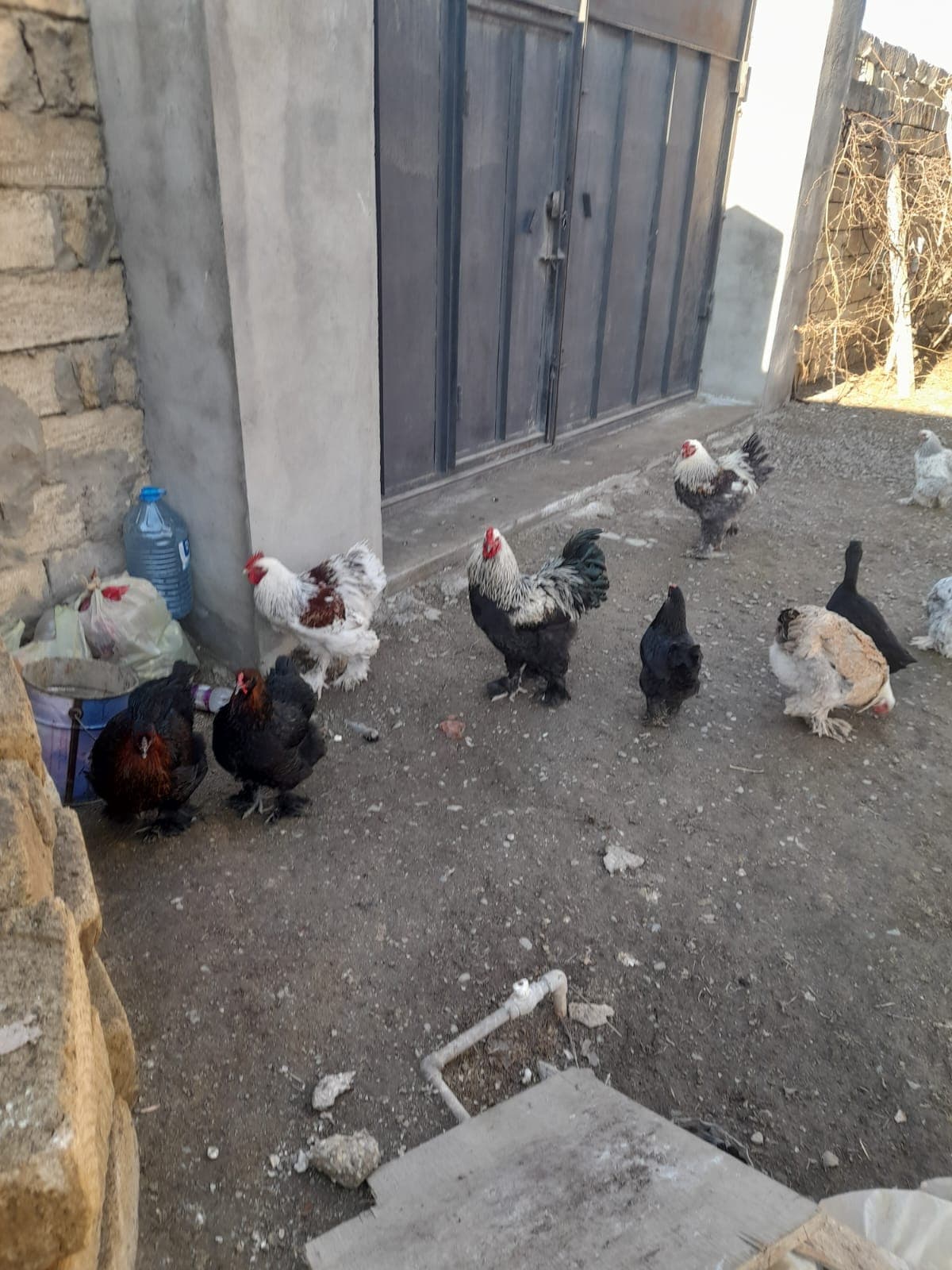Bramalar toyuqları və Tayuqa ördəkləri