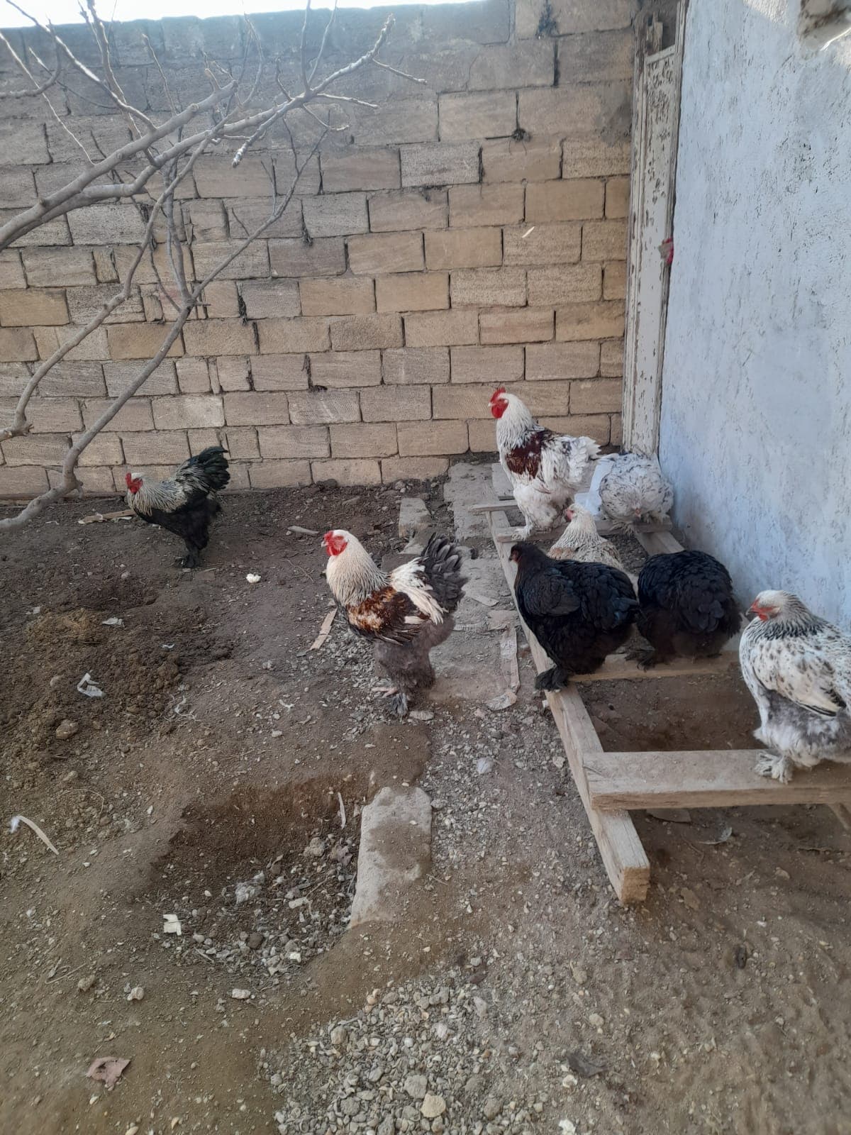 Bramalar toyuqları və Tayuqa ördəkləri