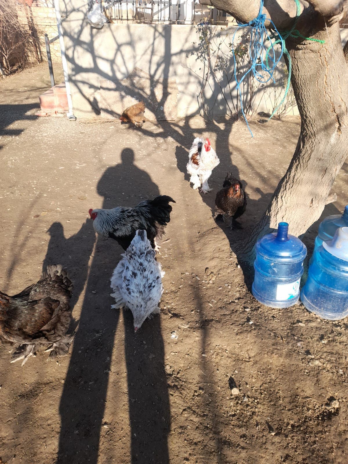 Bramalar toyuqları və Tayuqa ördəkləri
