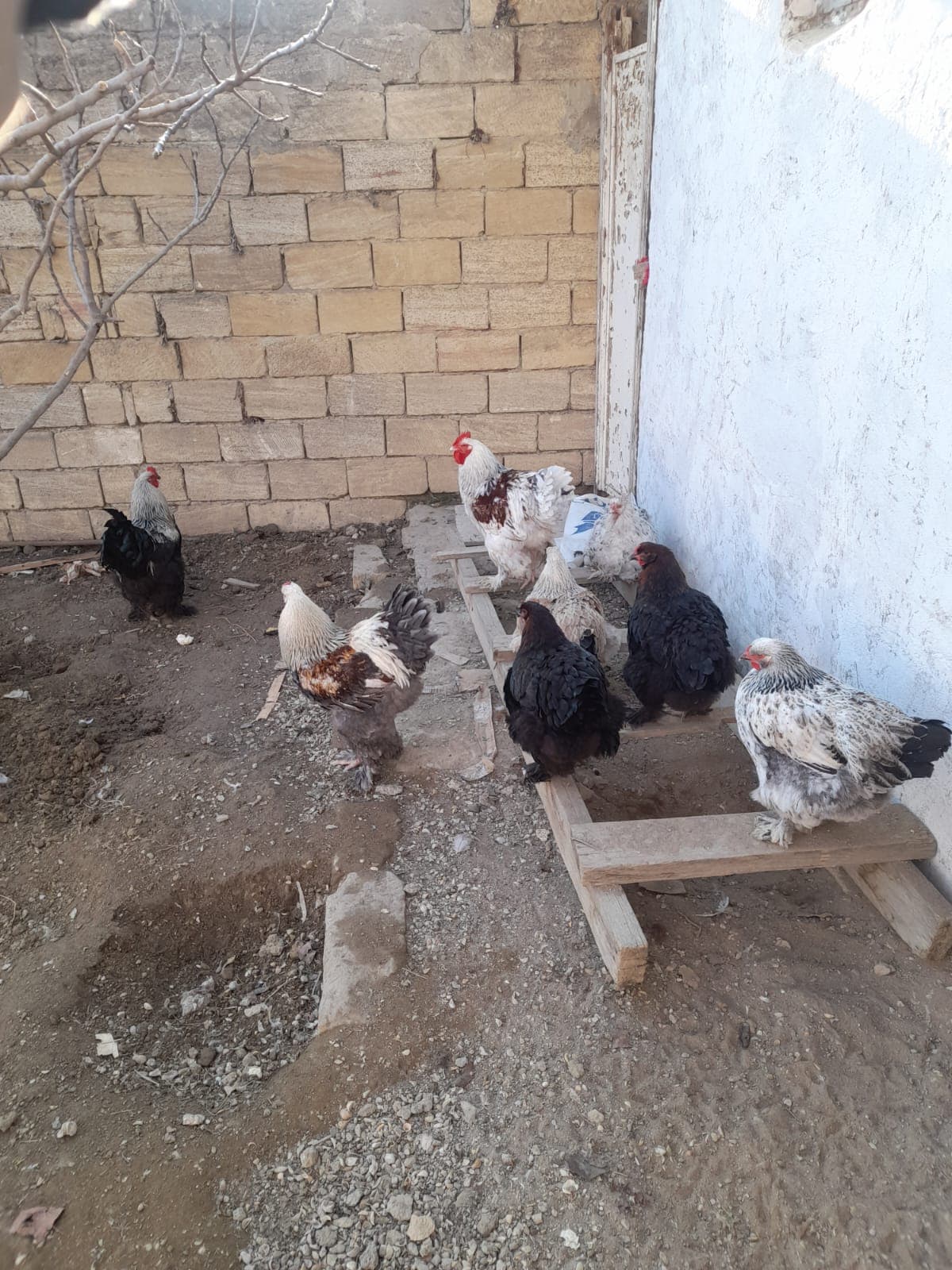 Bramalar toyuqları və Tayuqa ördəkləri