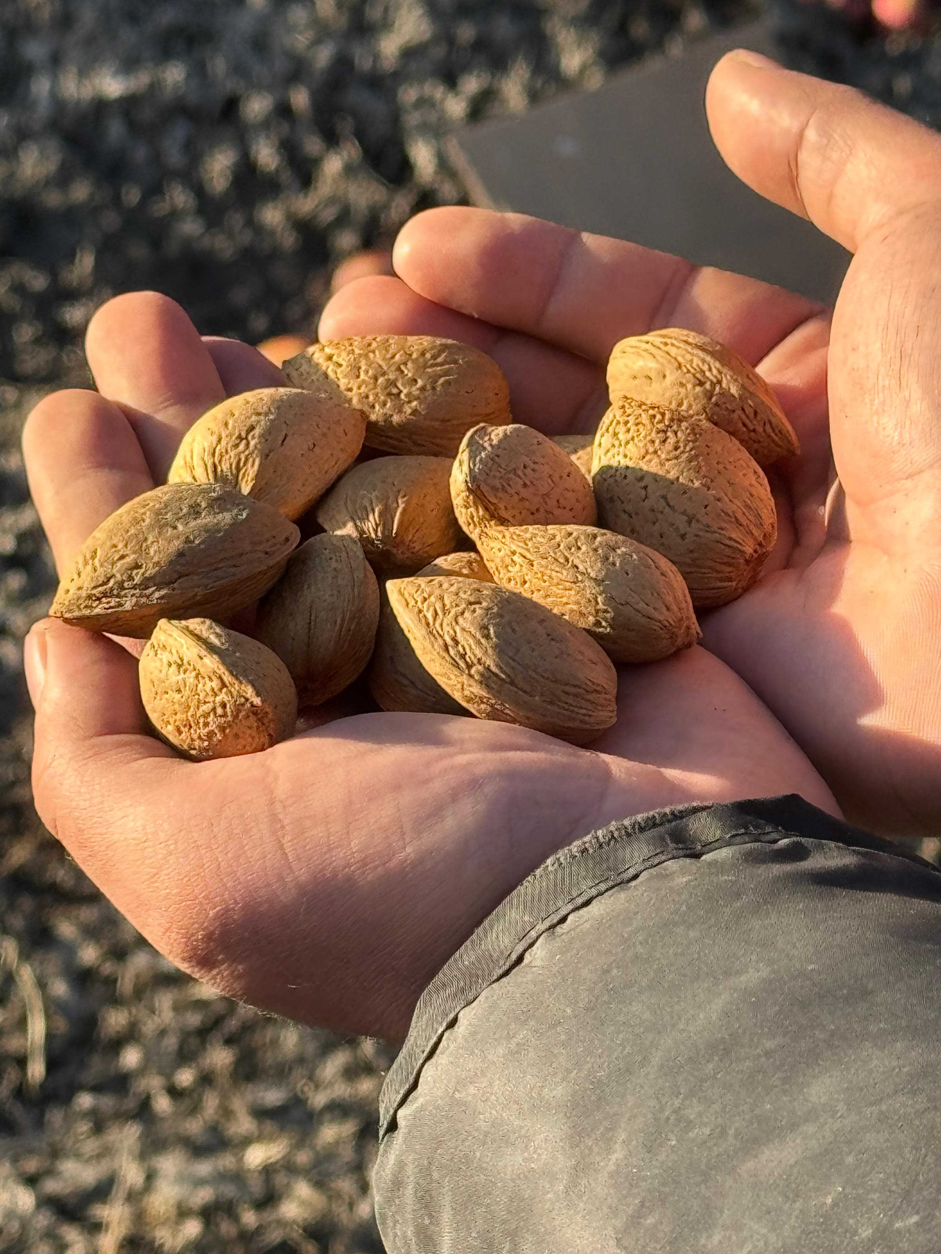 Badam satışı