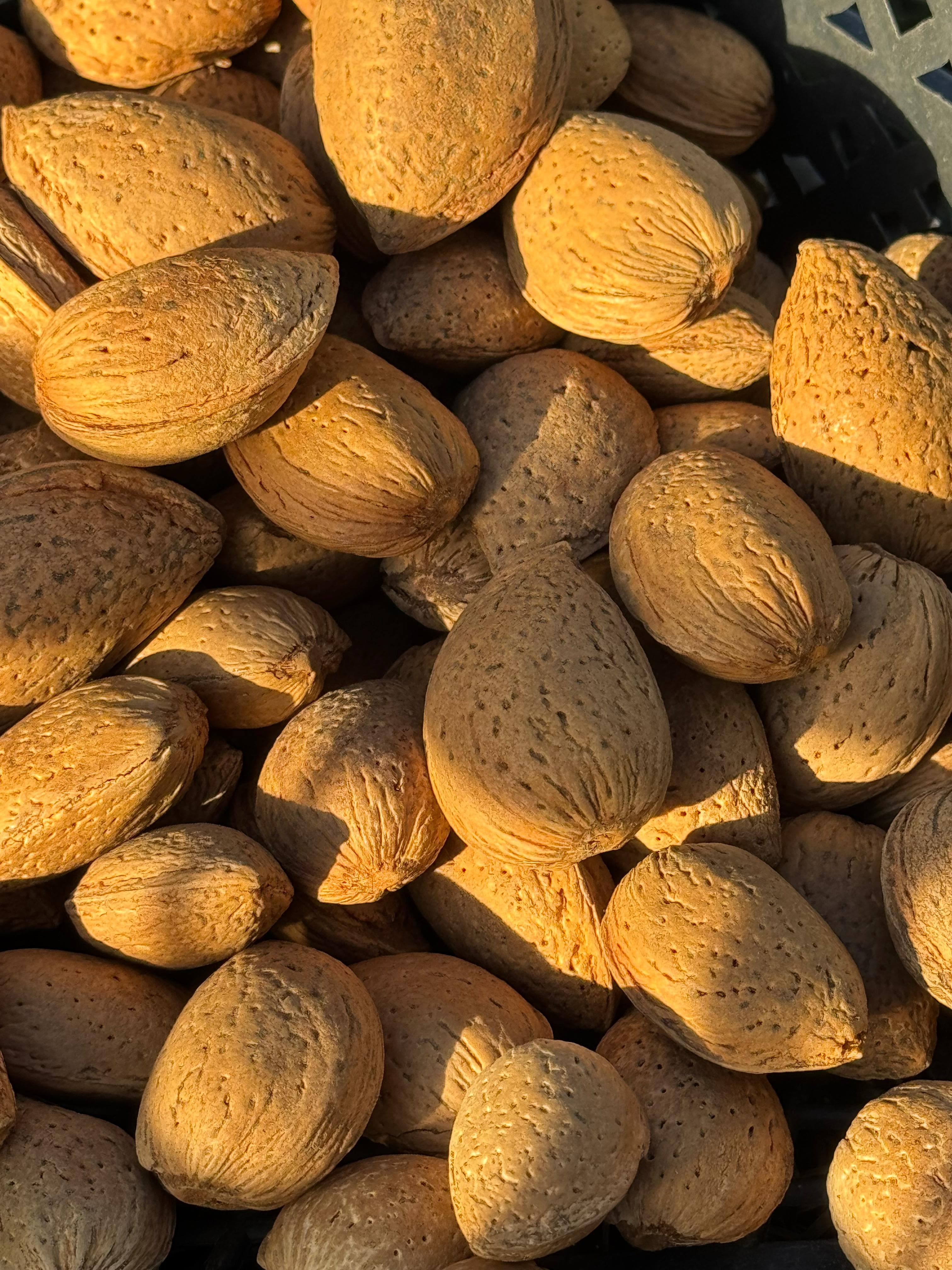 Badam satışı