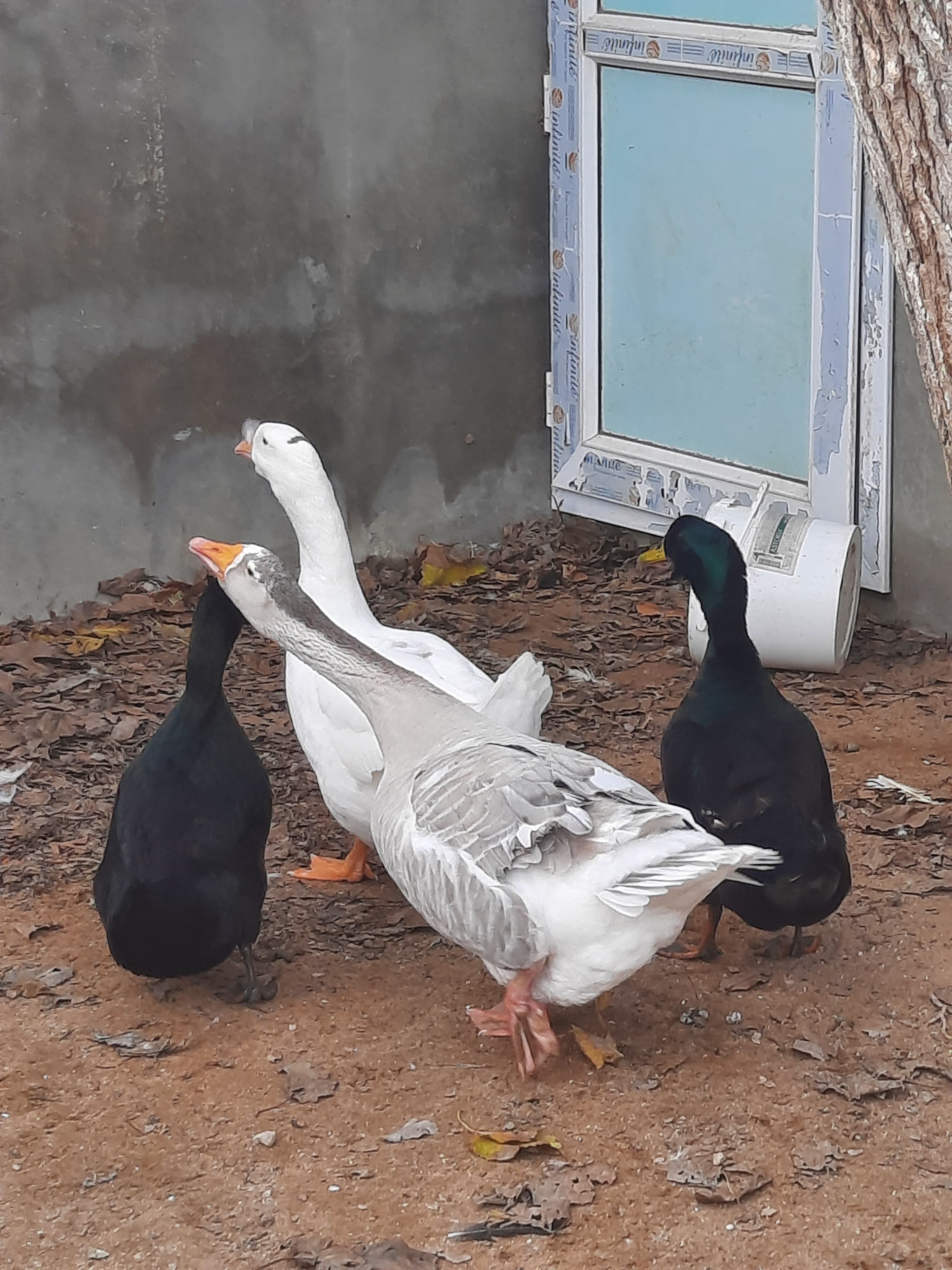 Qaz. Ördək