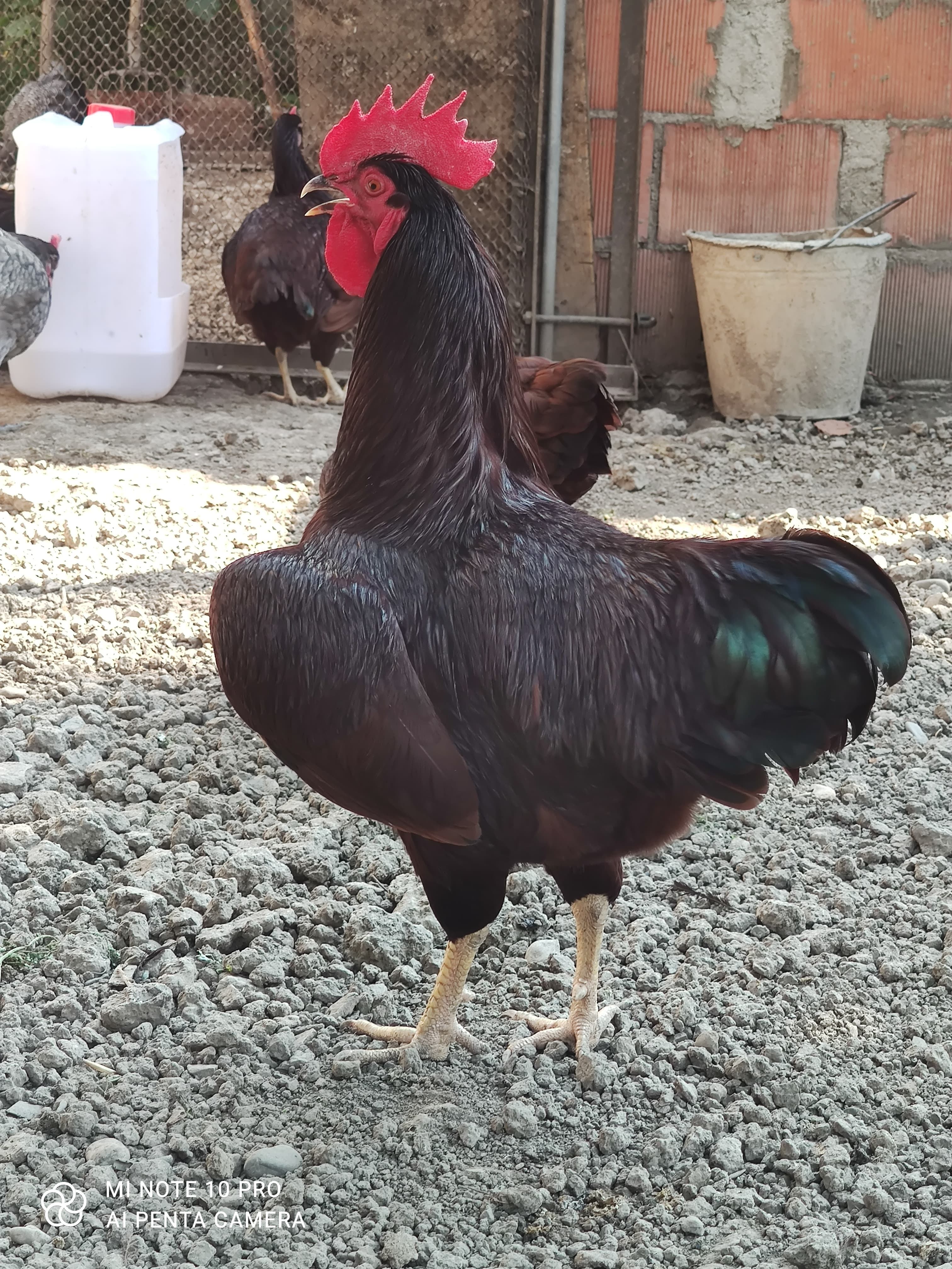 Cücə və yumurta