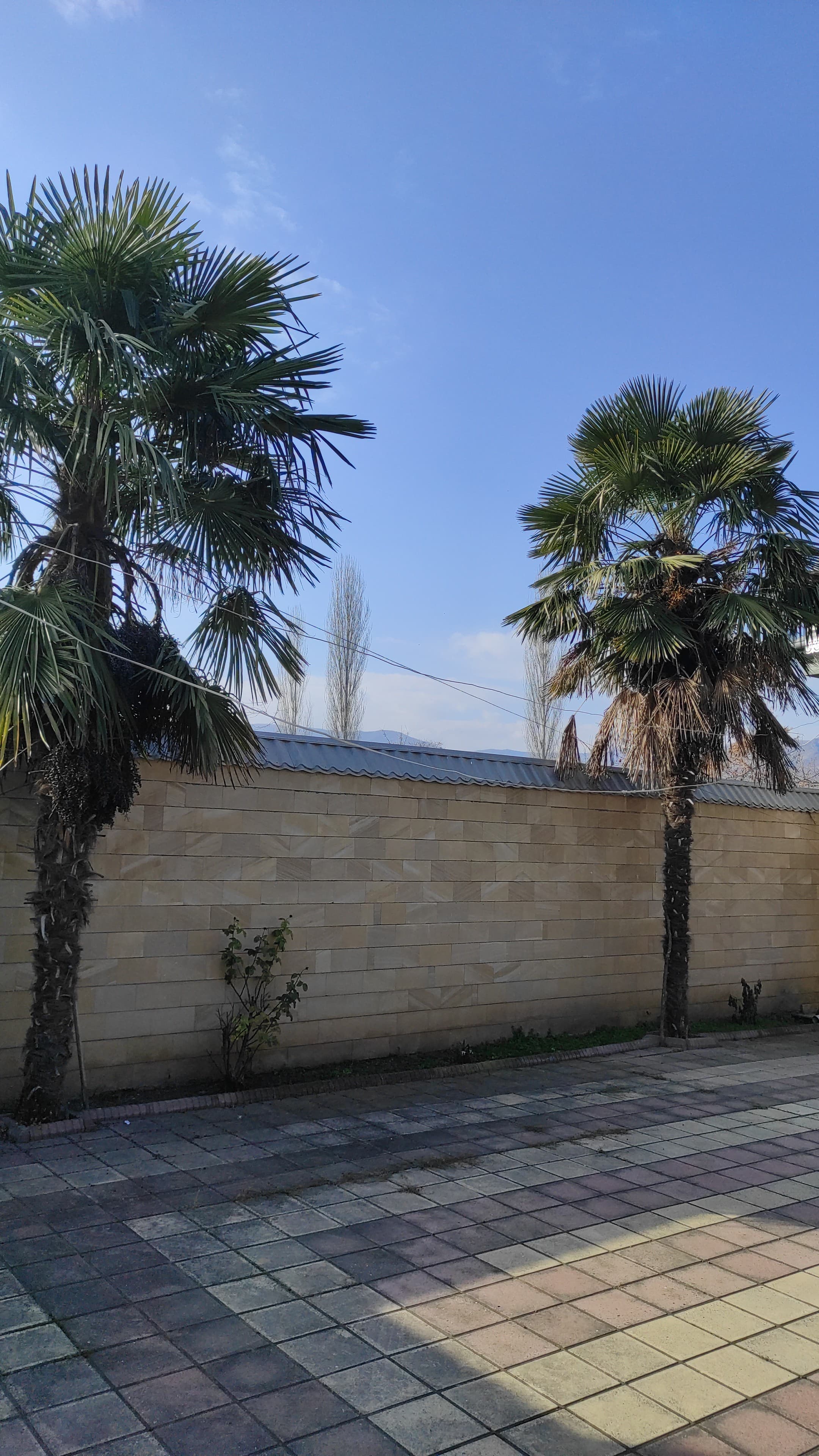 Palma