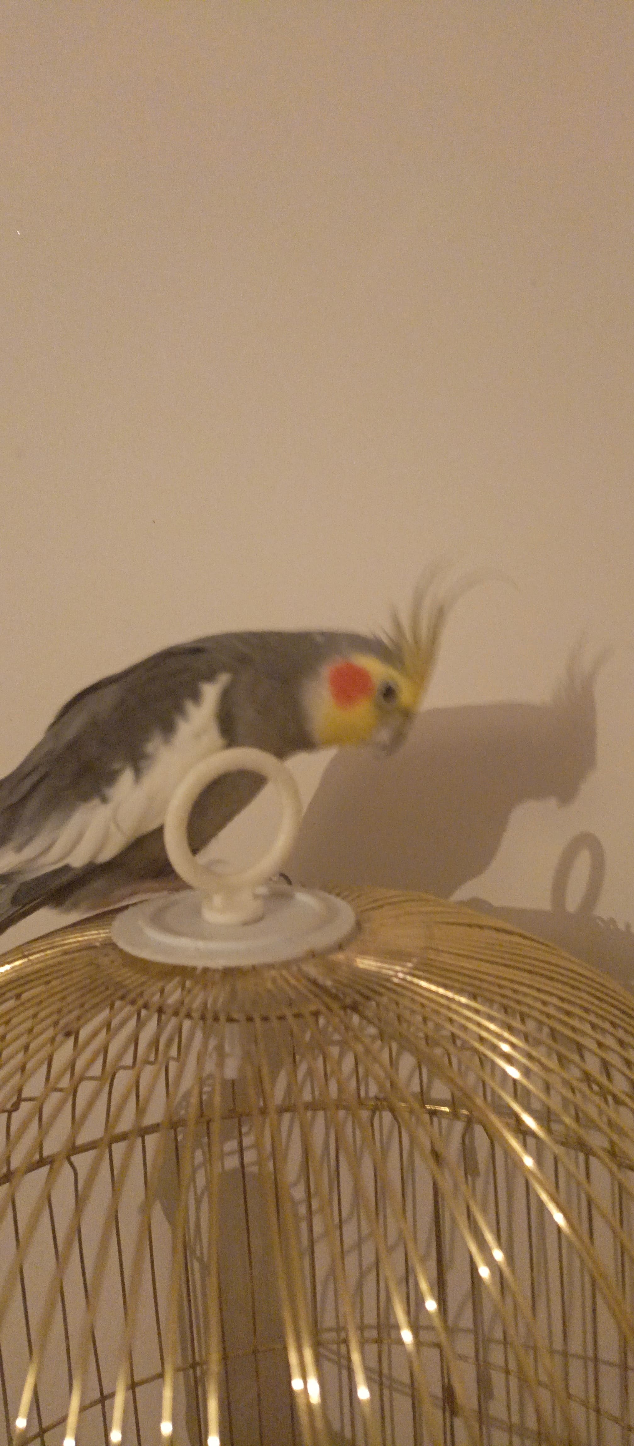 Korelo