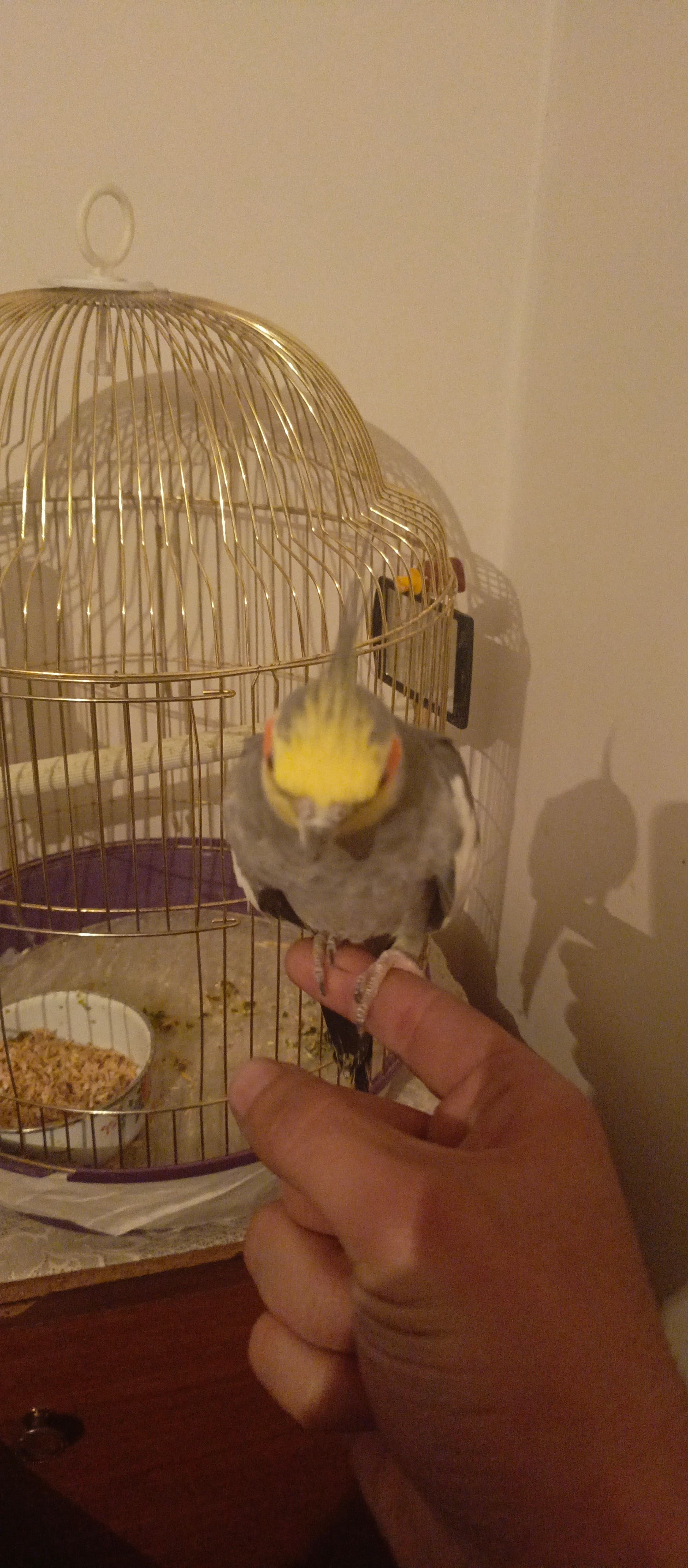 Korelo