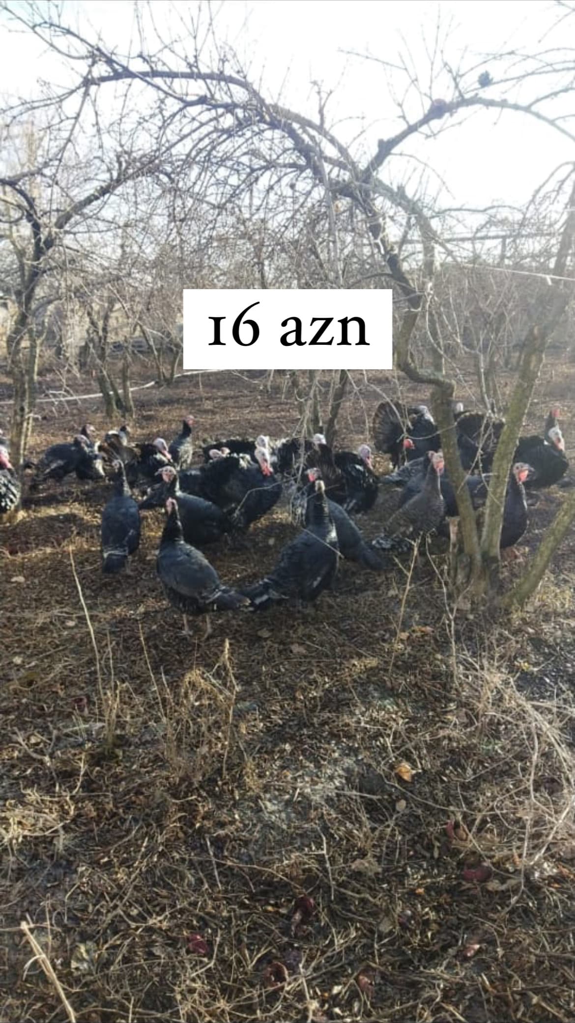 Hinduşka