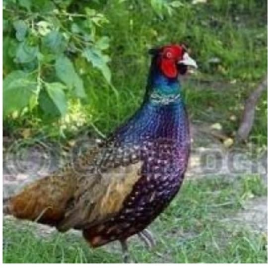 Qırqovul