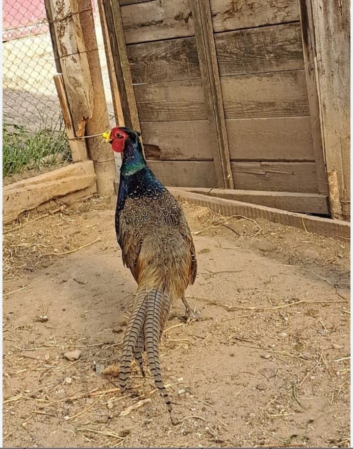 Qırqovul