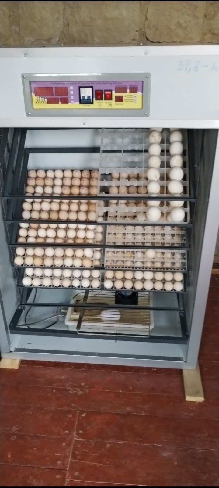 Kənd yumurtası