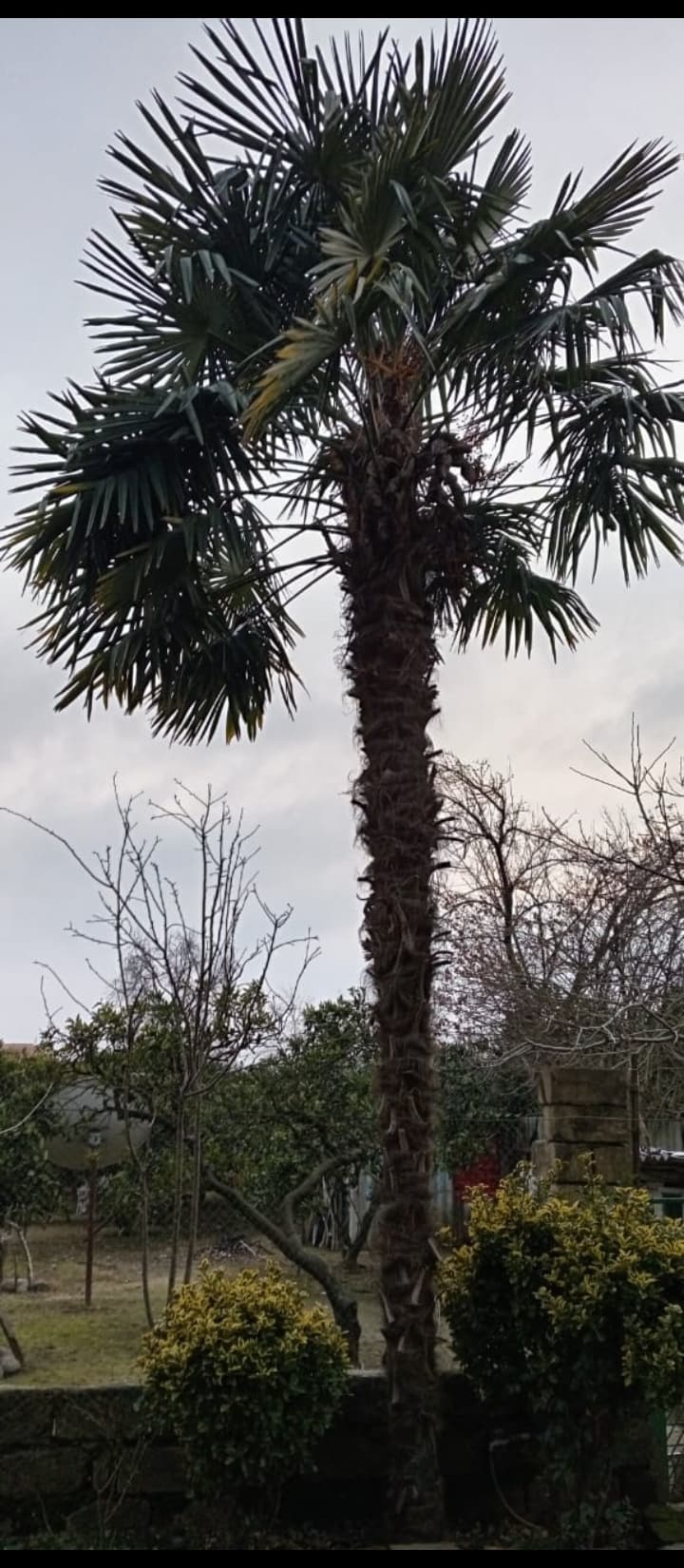 Palma Ağacı