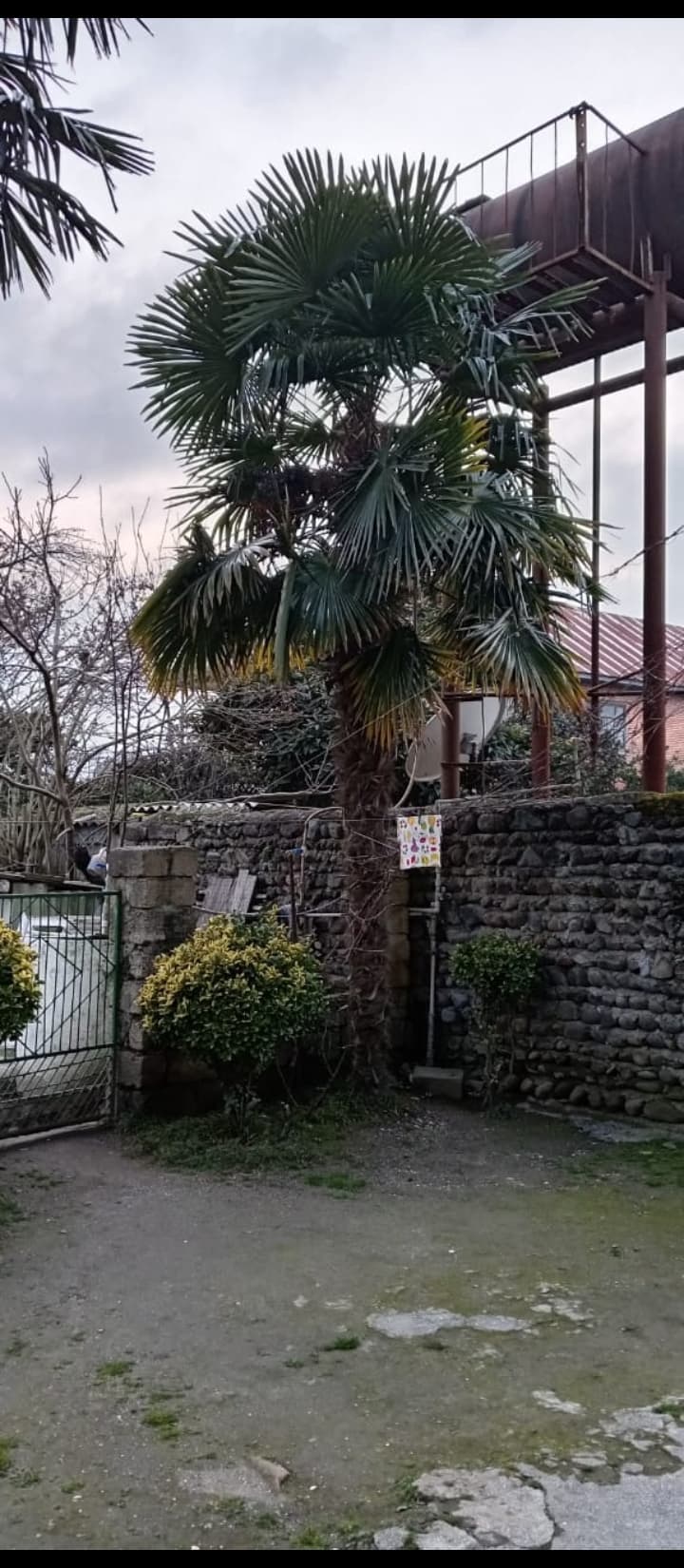 Palma Ağacı