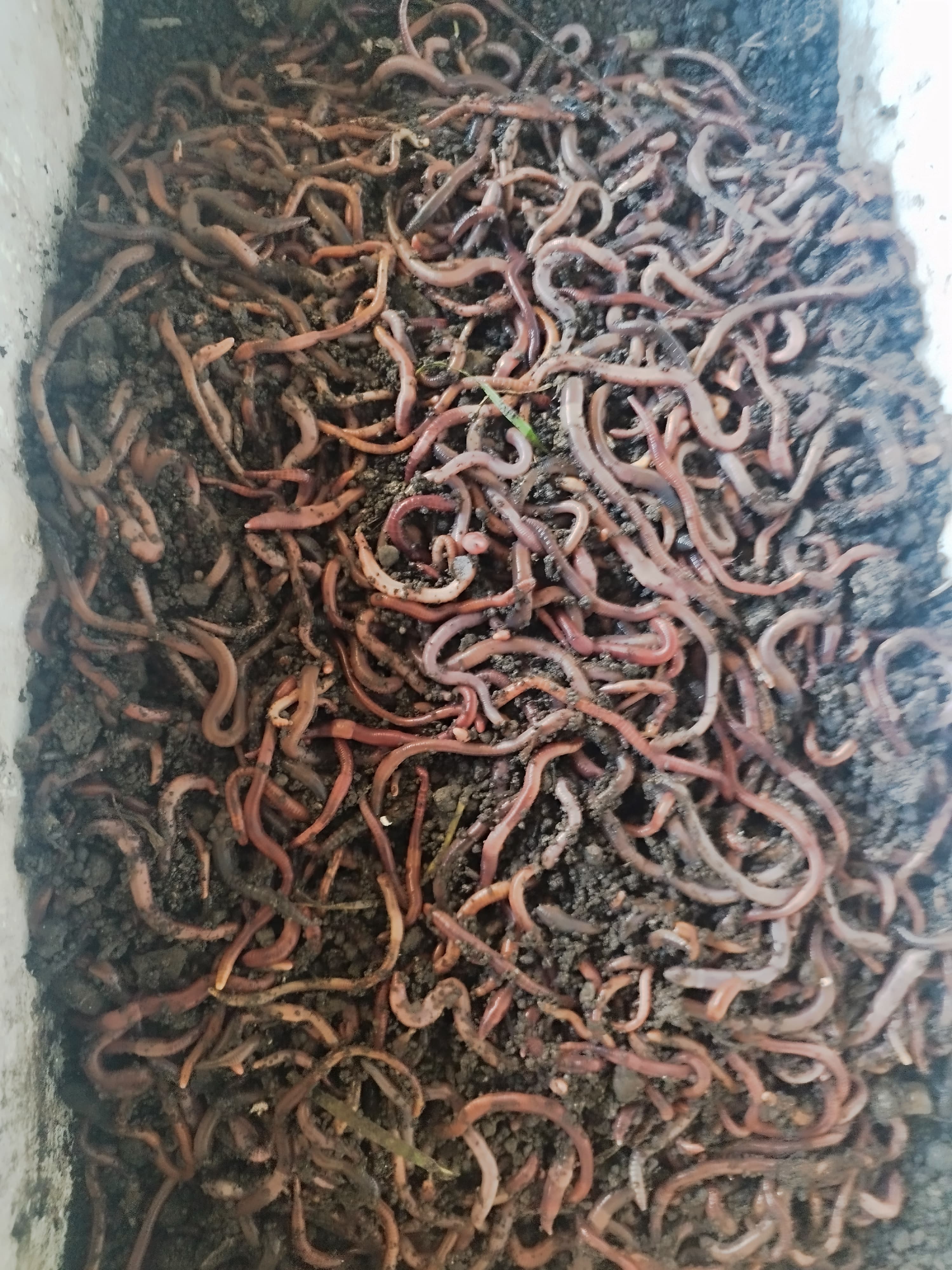 Soxulcan