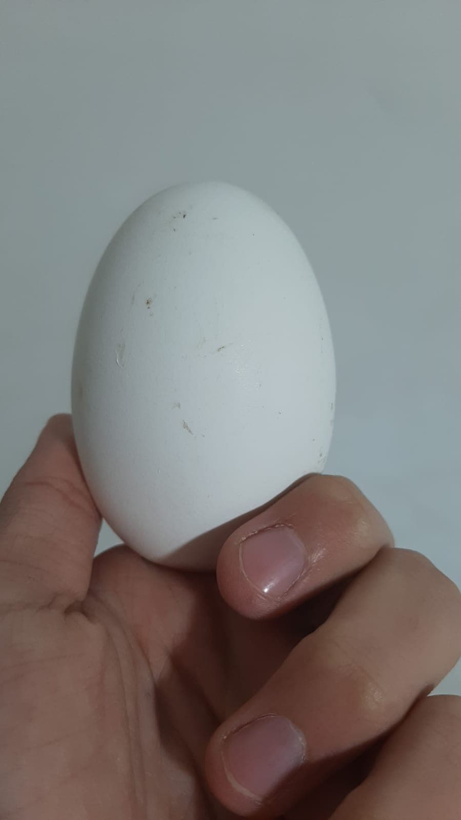 Qaz yumurtası