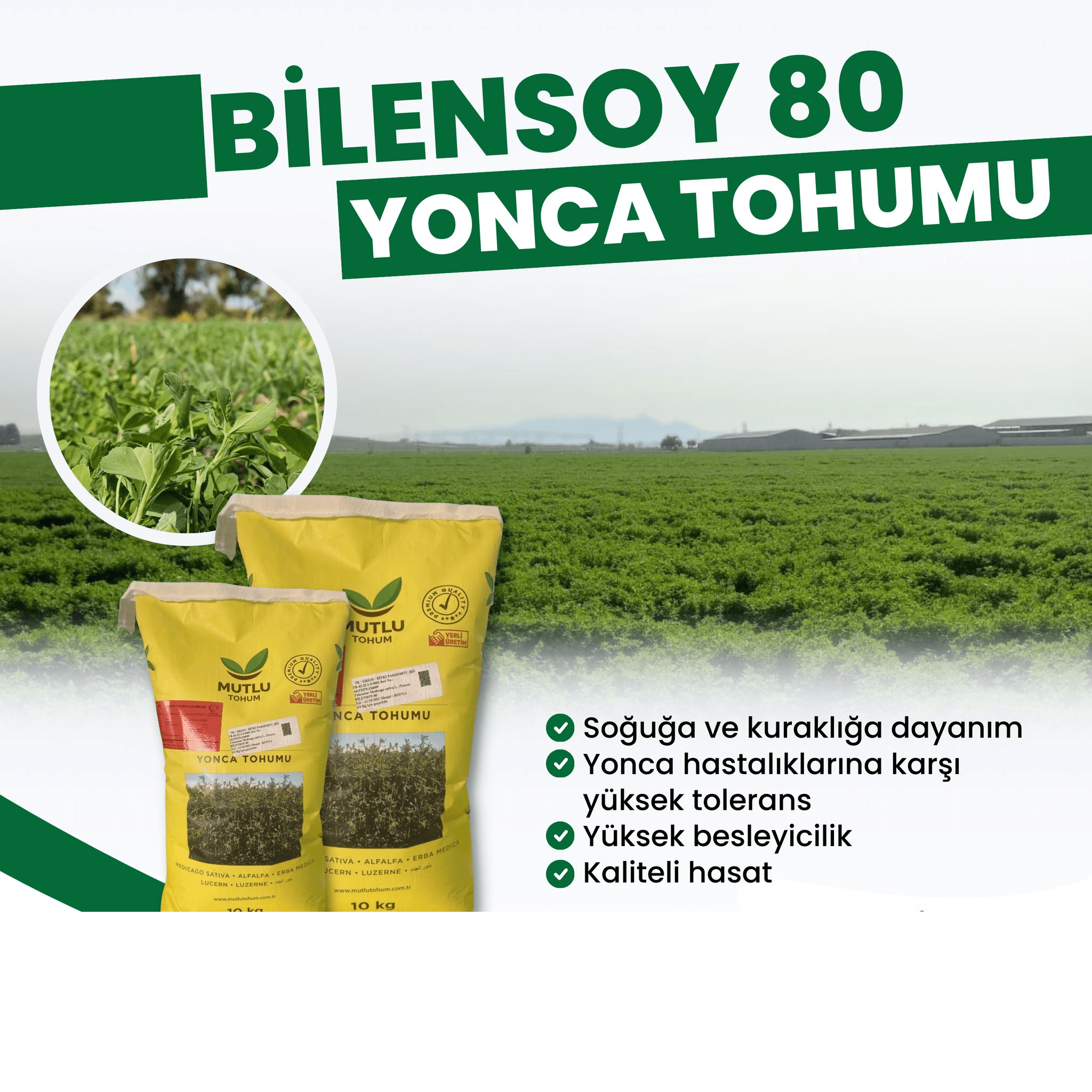 Mutlu Bilensoy (yonca toxumu)