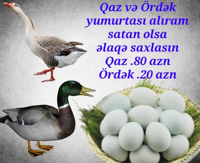 Yumurta alıram