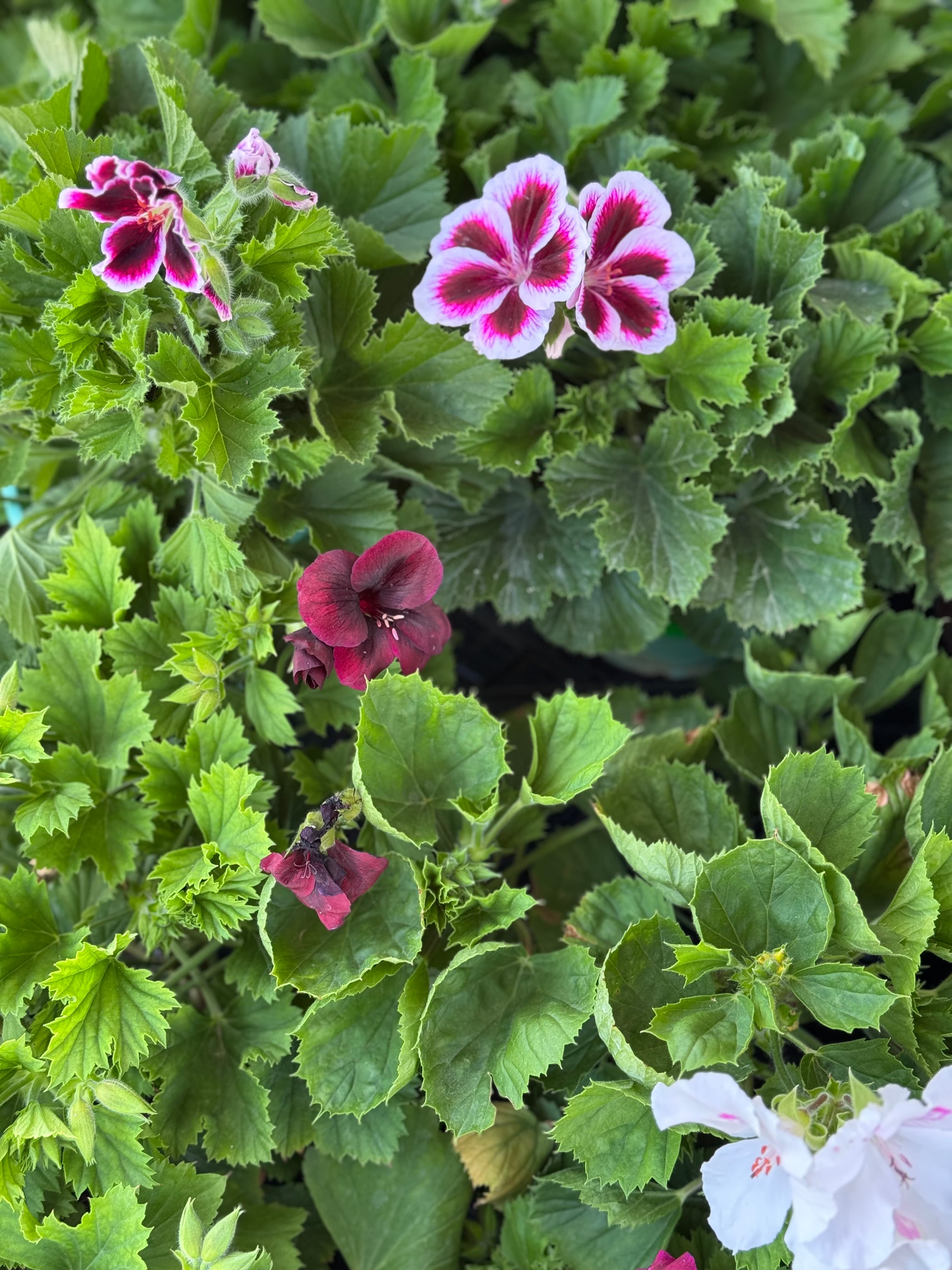 Pelargonia