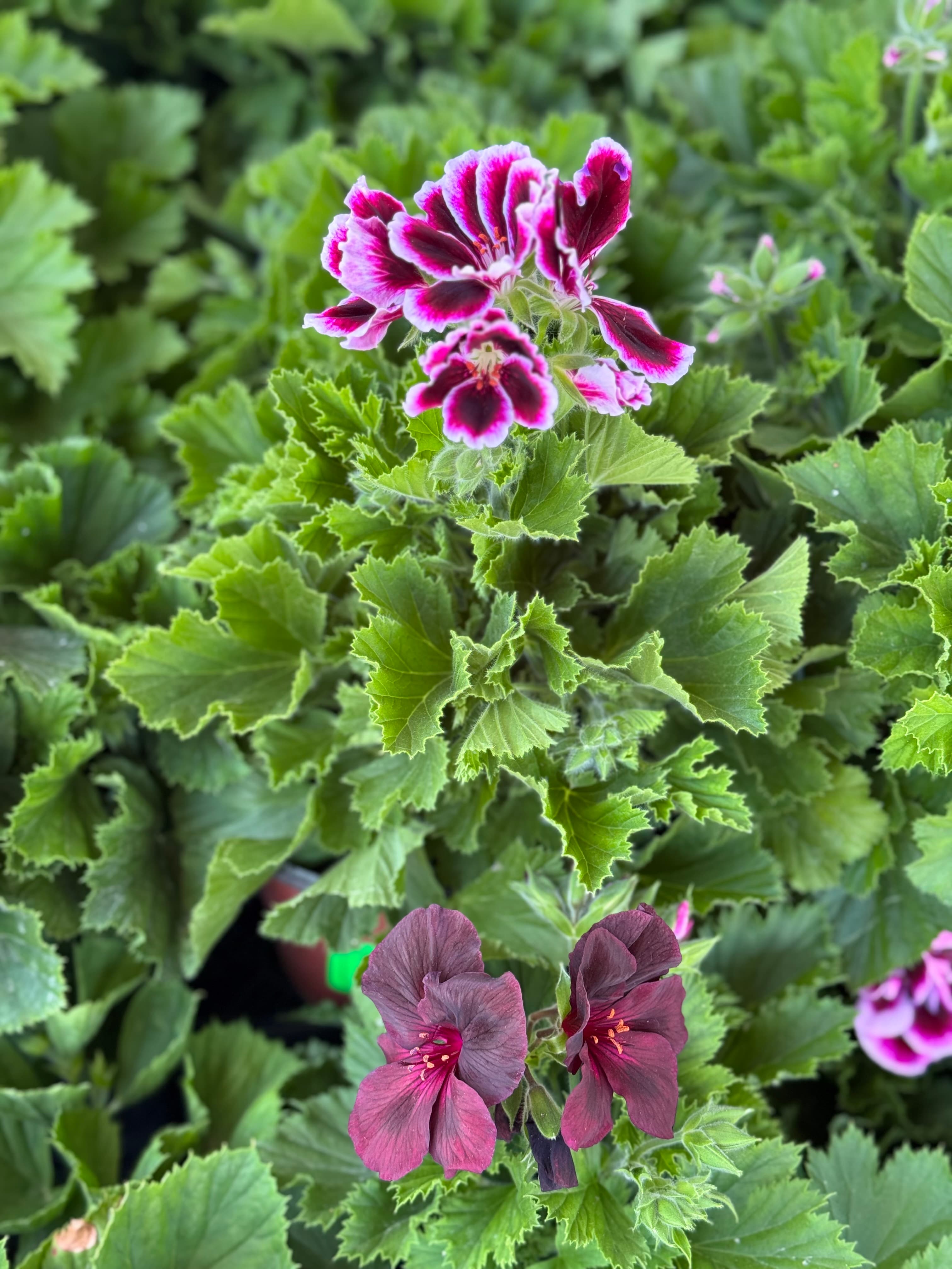 Pelargonia