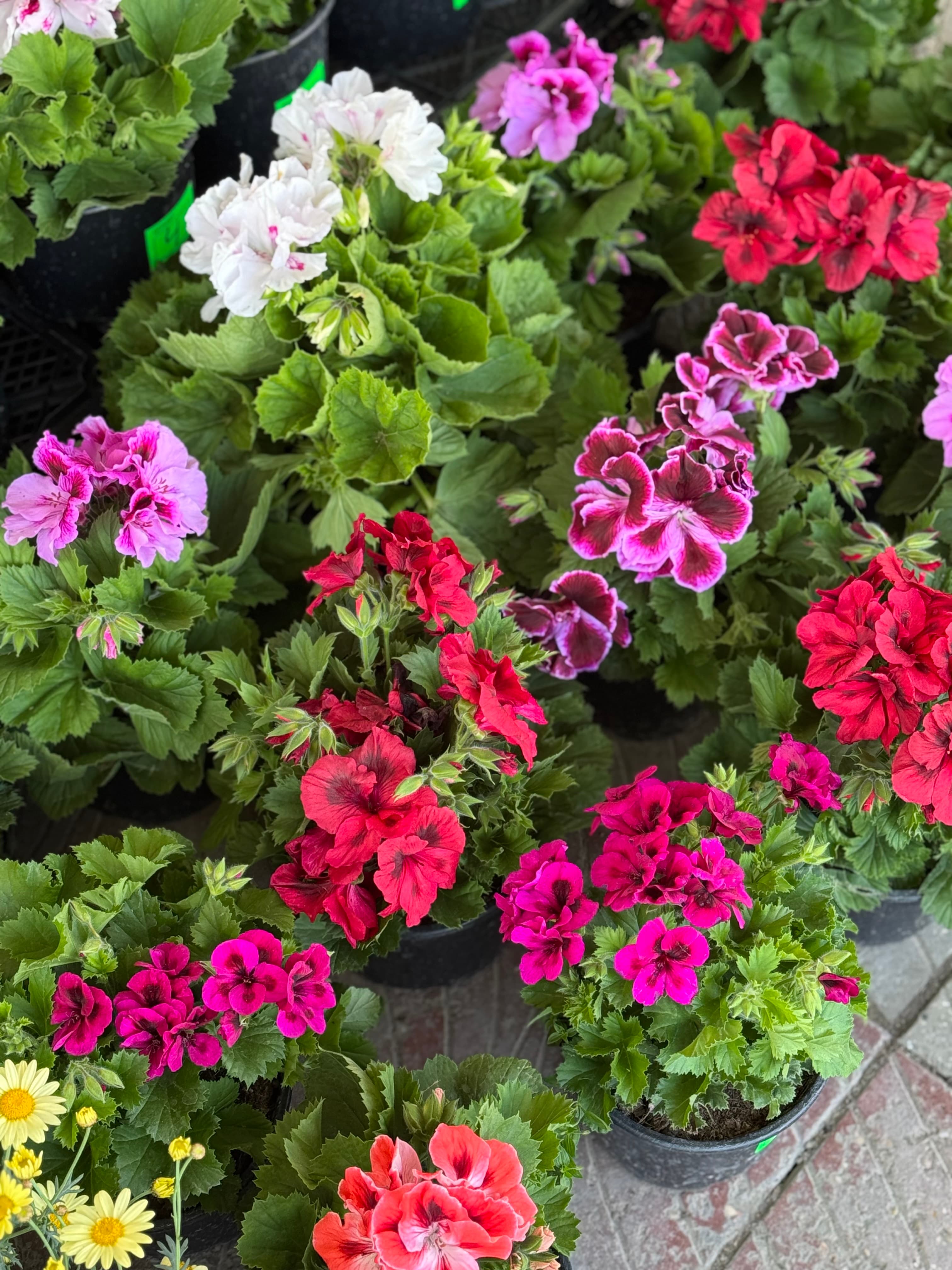 Pelargonia