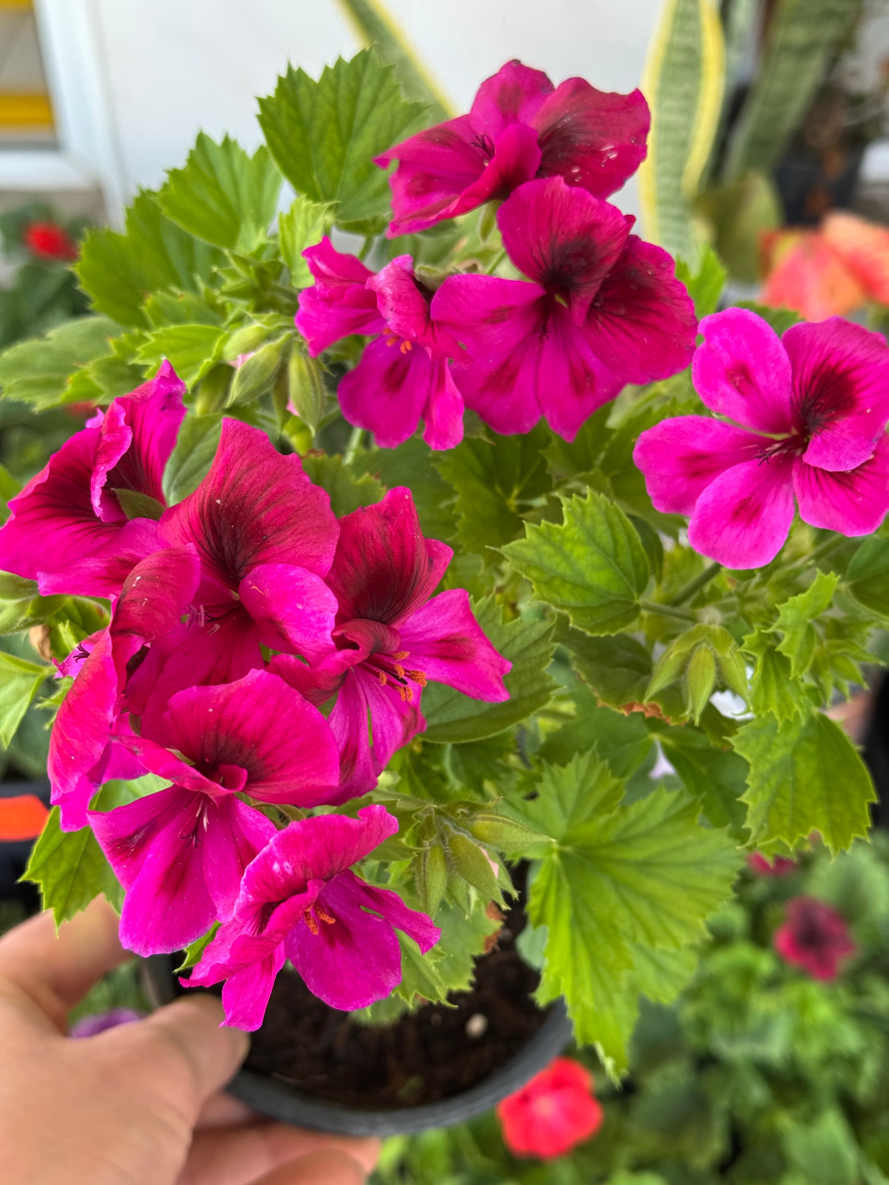 Pelargonia