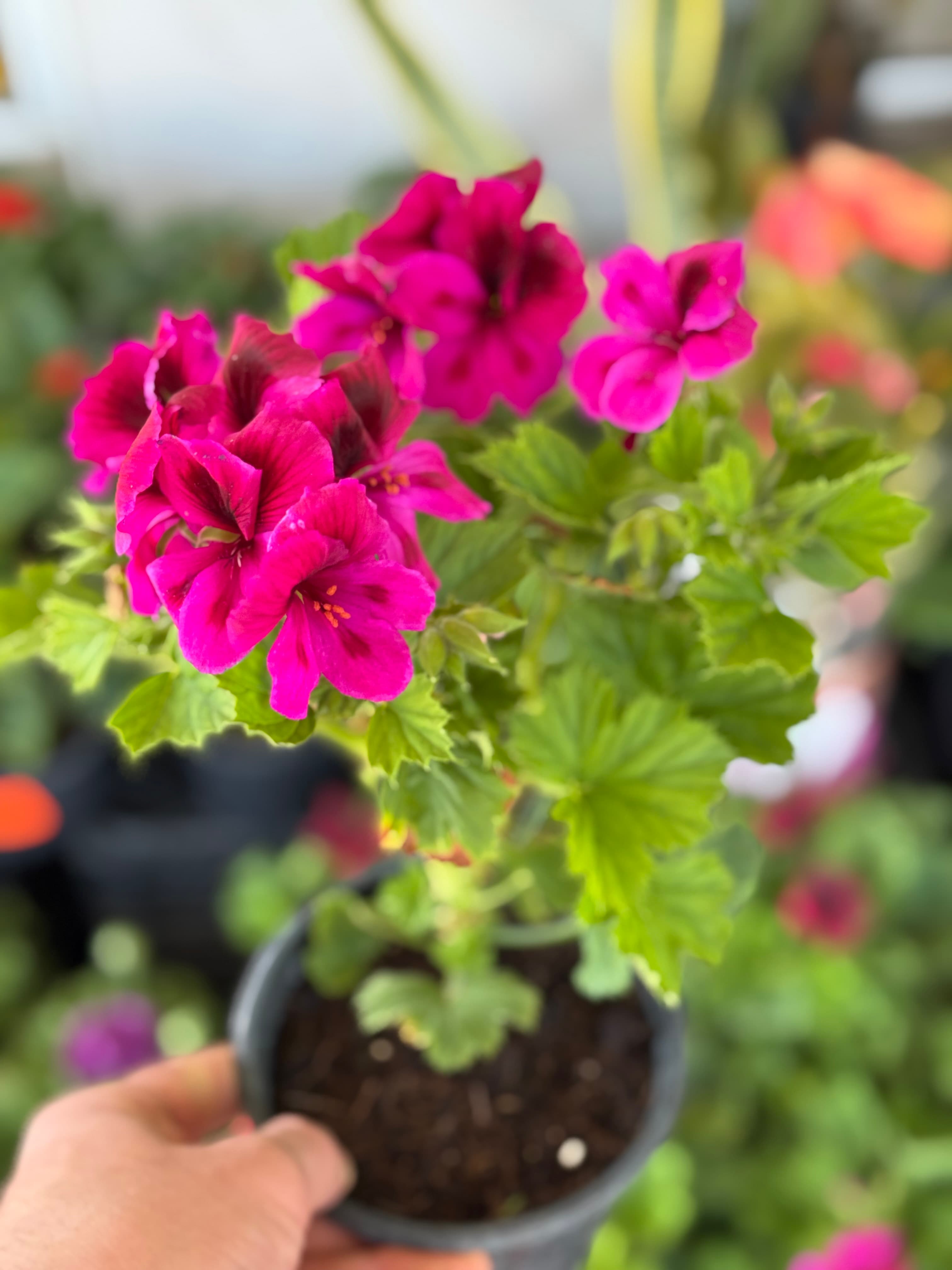 Pelargonia
