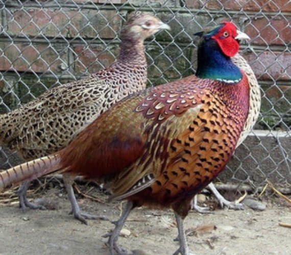 Qırqovul
