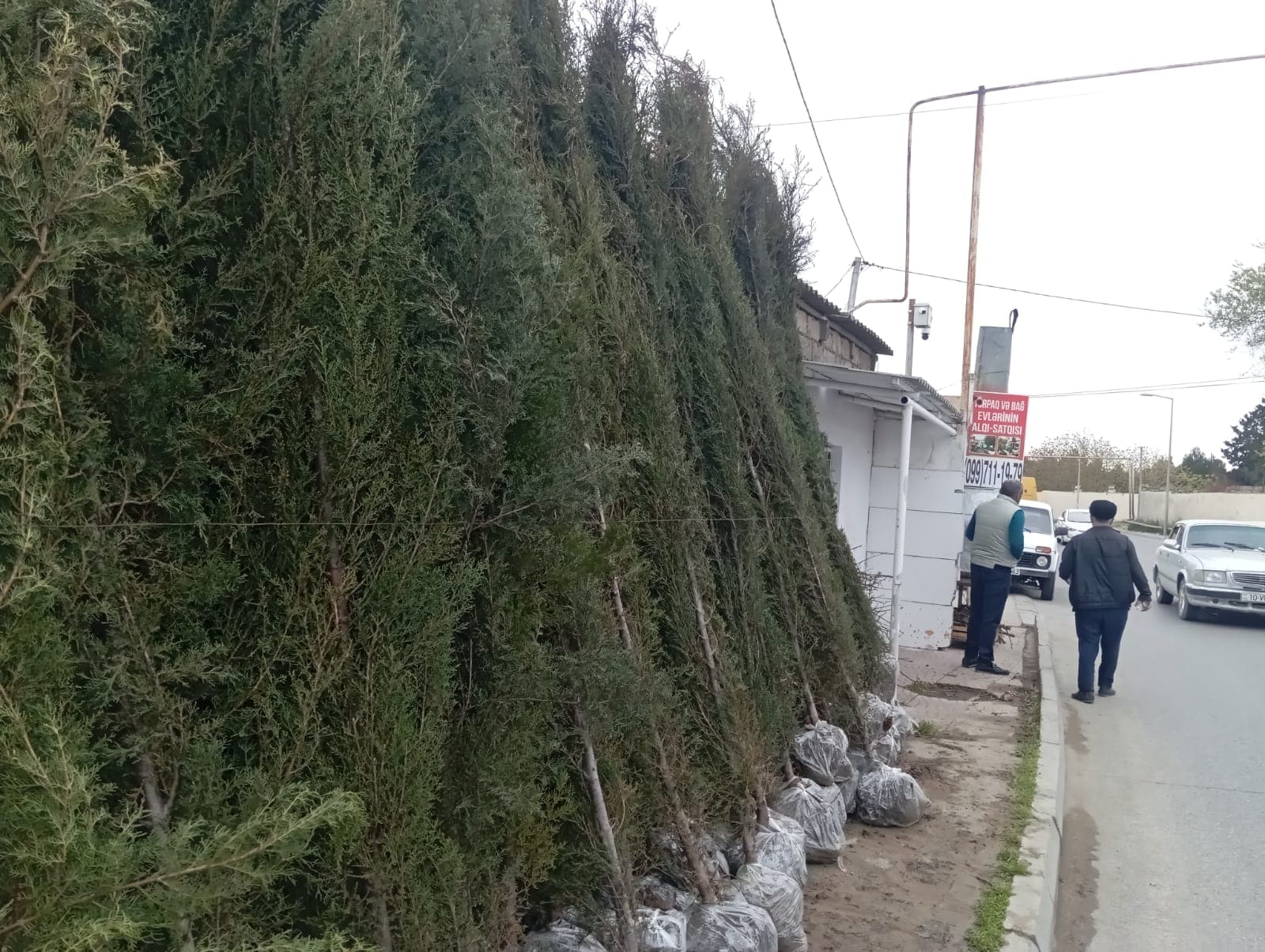 Dekorativ ağaclar